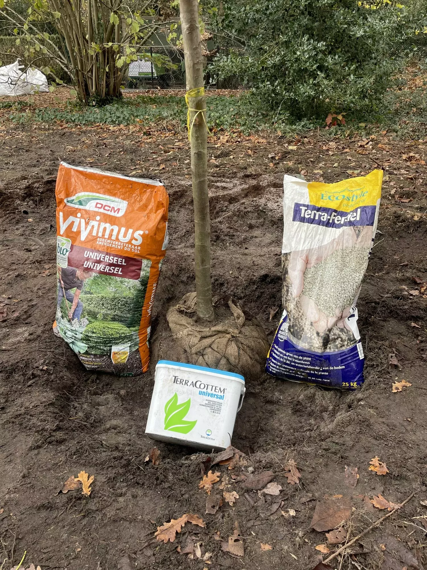 Aanplanting bomen – foto 1
