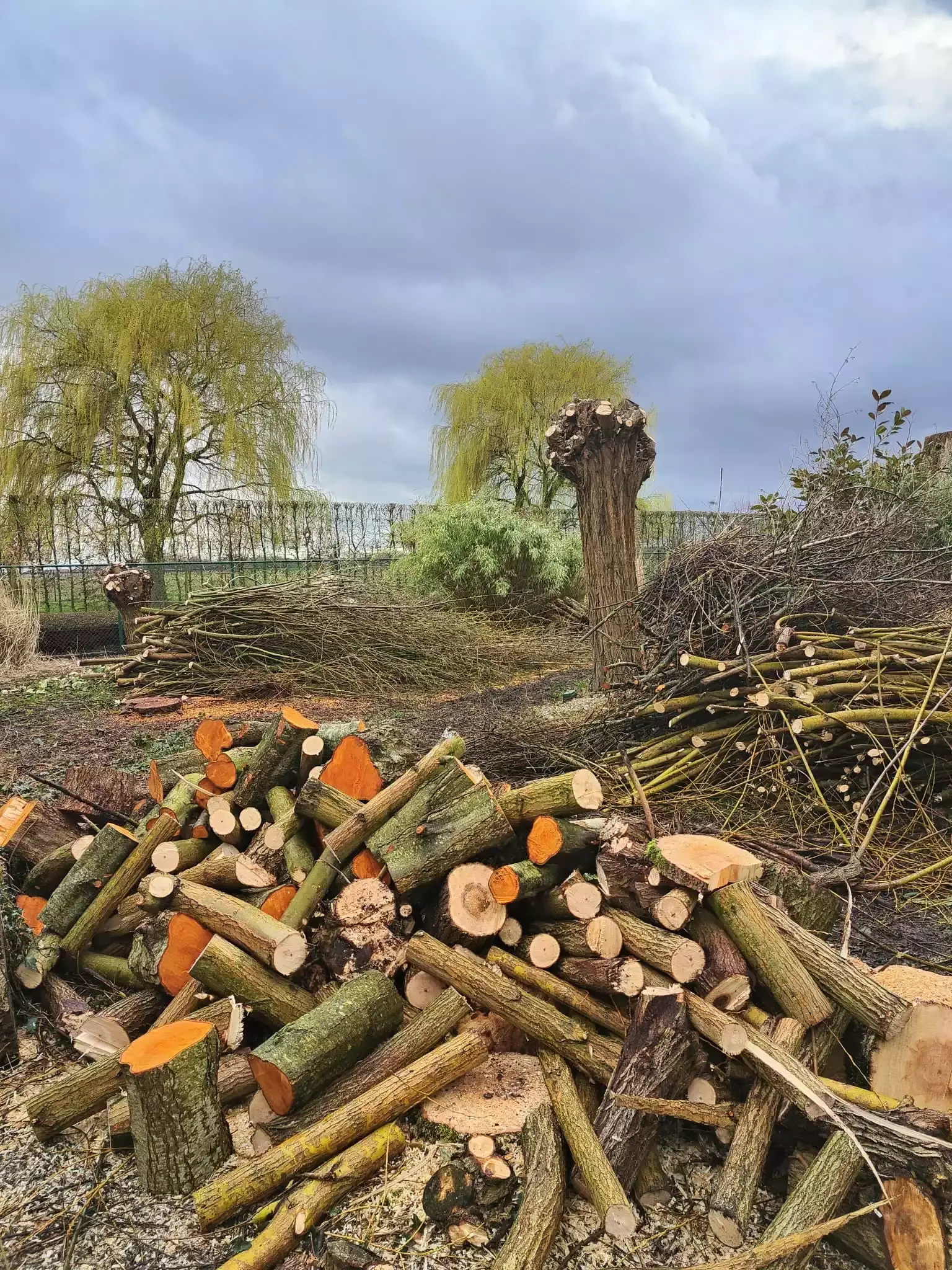 Verticuteren/doorzaaien gazon – foto 3