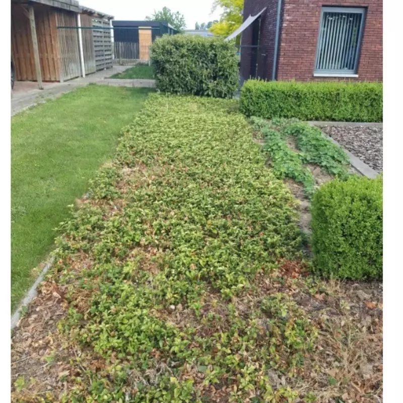 Aanpassing voortuin met vernieuwing beplanting – foto 1