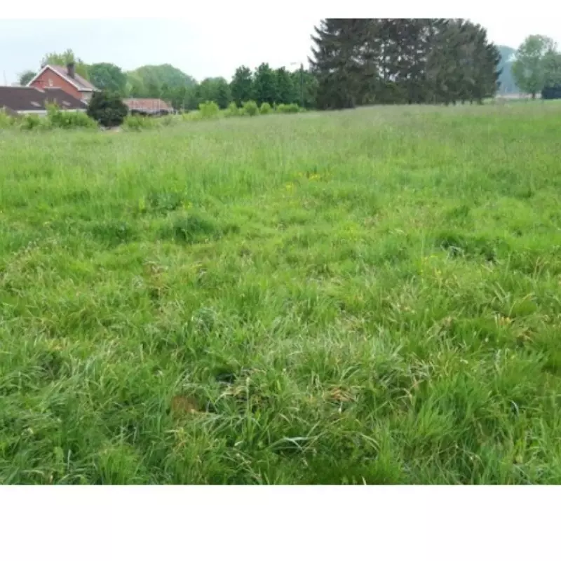 Aanpassing voortuin met vernieuwing beplanting – foto 4