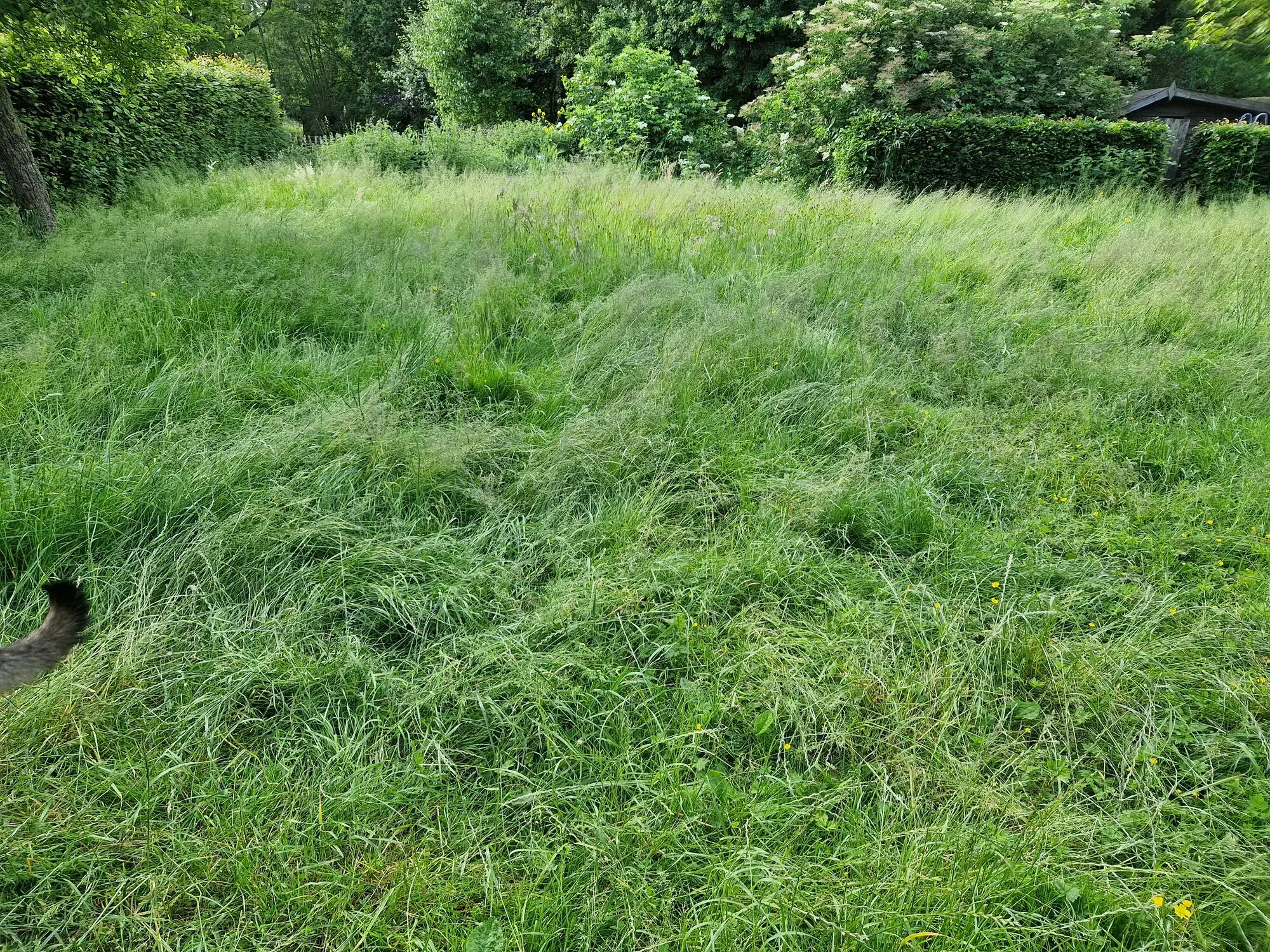 Overwoekerd gazon - voor – foto 1
