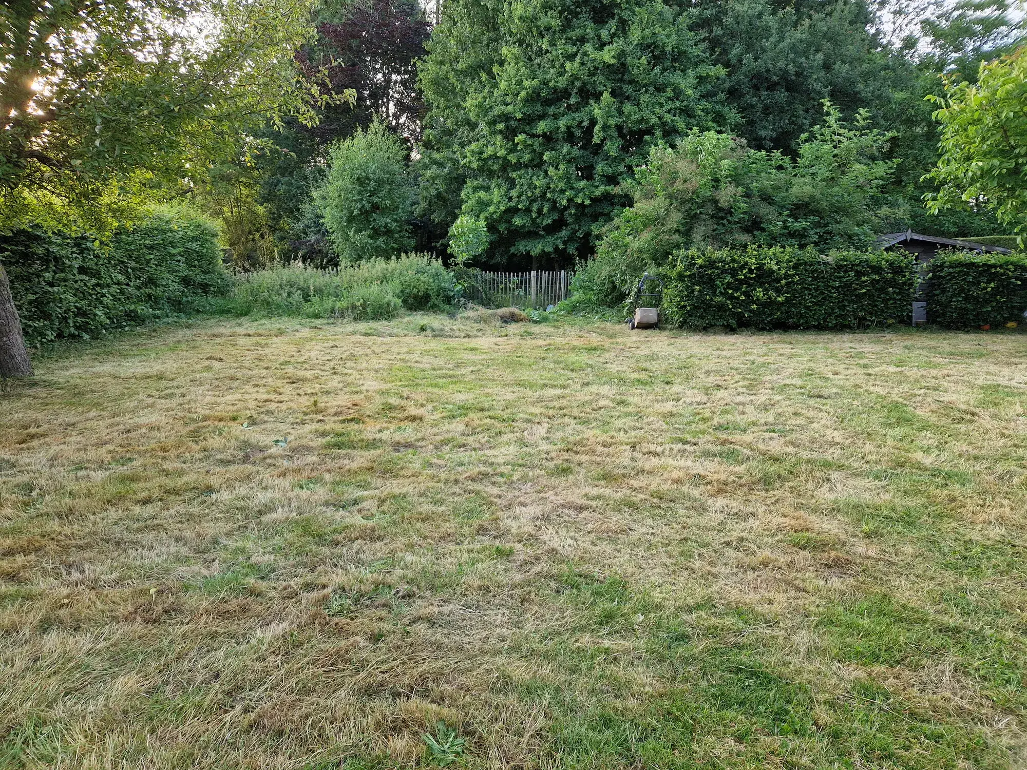 Overwoekerd gazon - voor – foto 2