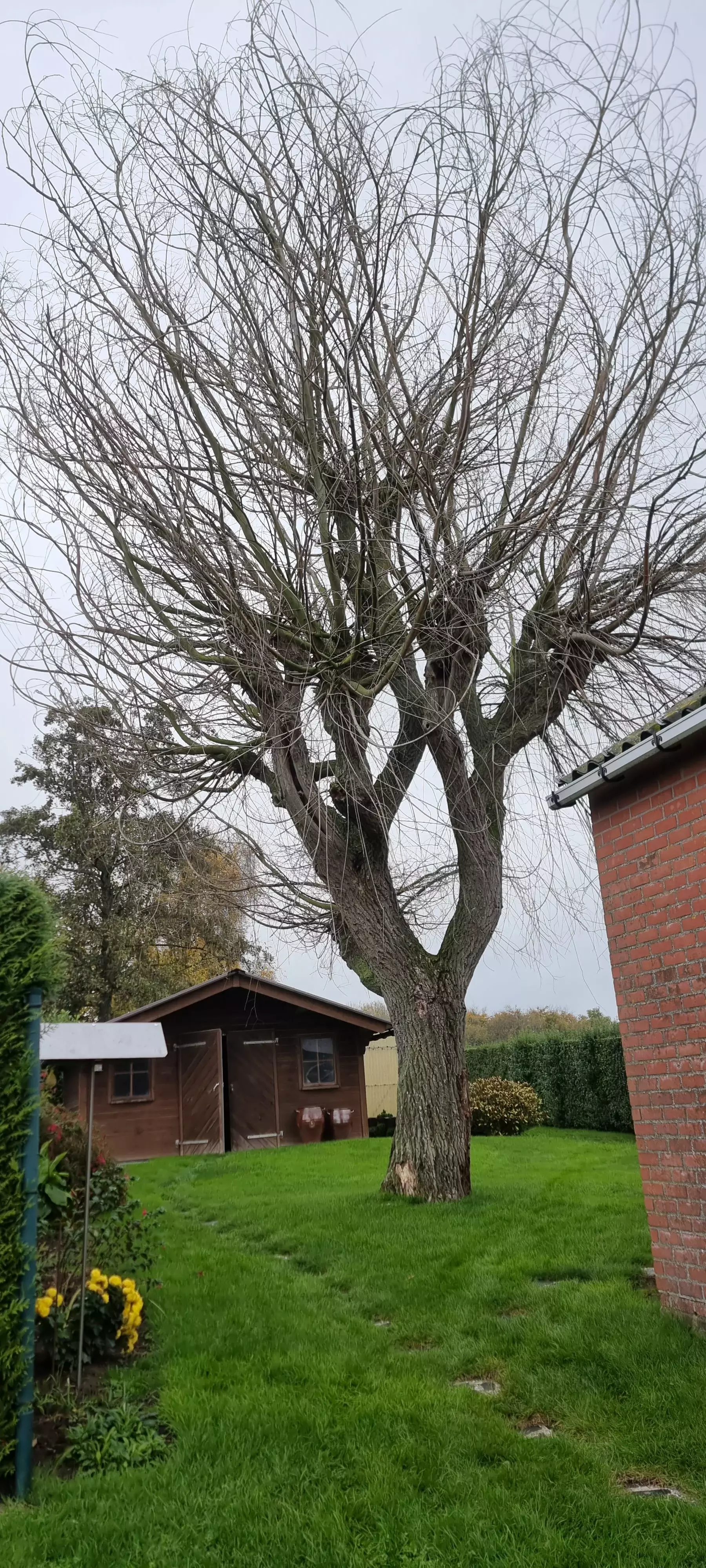 Snoeien in alle vormen – foto 4