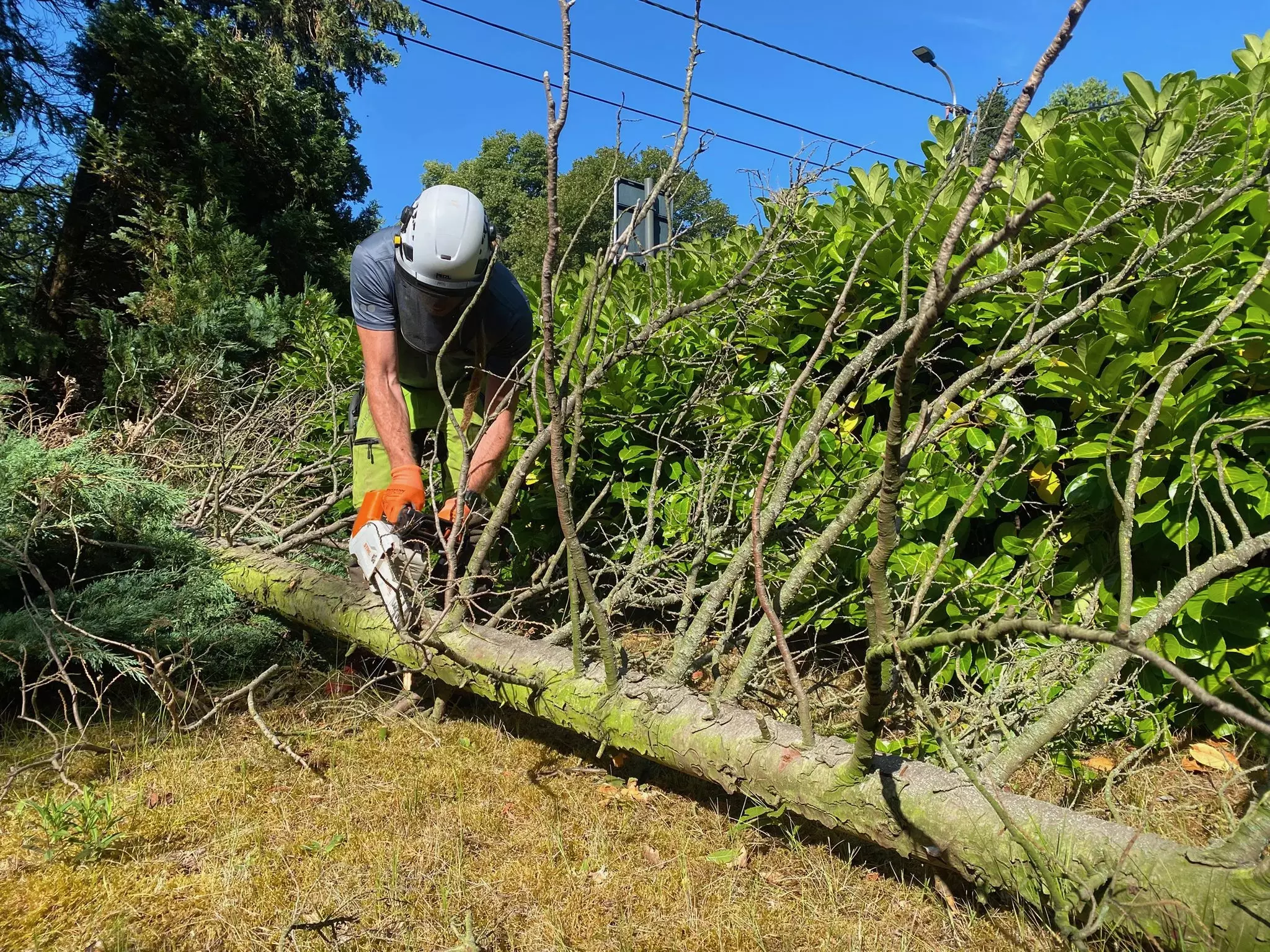 ARBORIST - vakkundig onttakken van gevelde boom - Dieter Waeyenbergh – foto 1