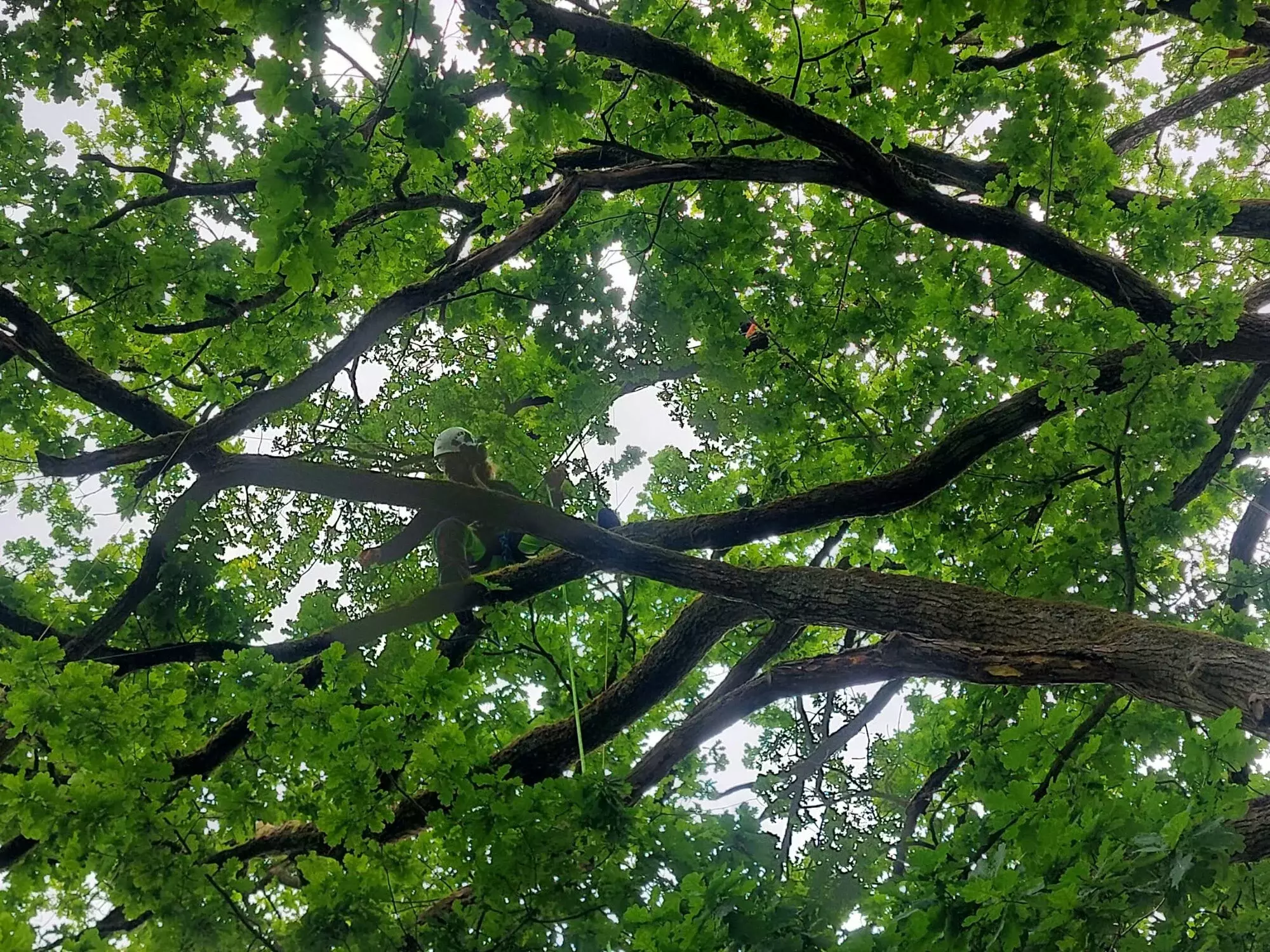 ARBORIST - vakkundig onttakken van gevelde boom - Dieter Waeyenbergh – foto 2