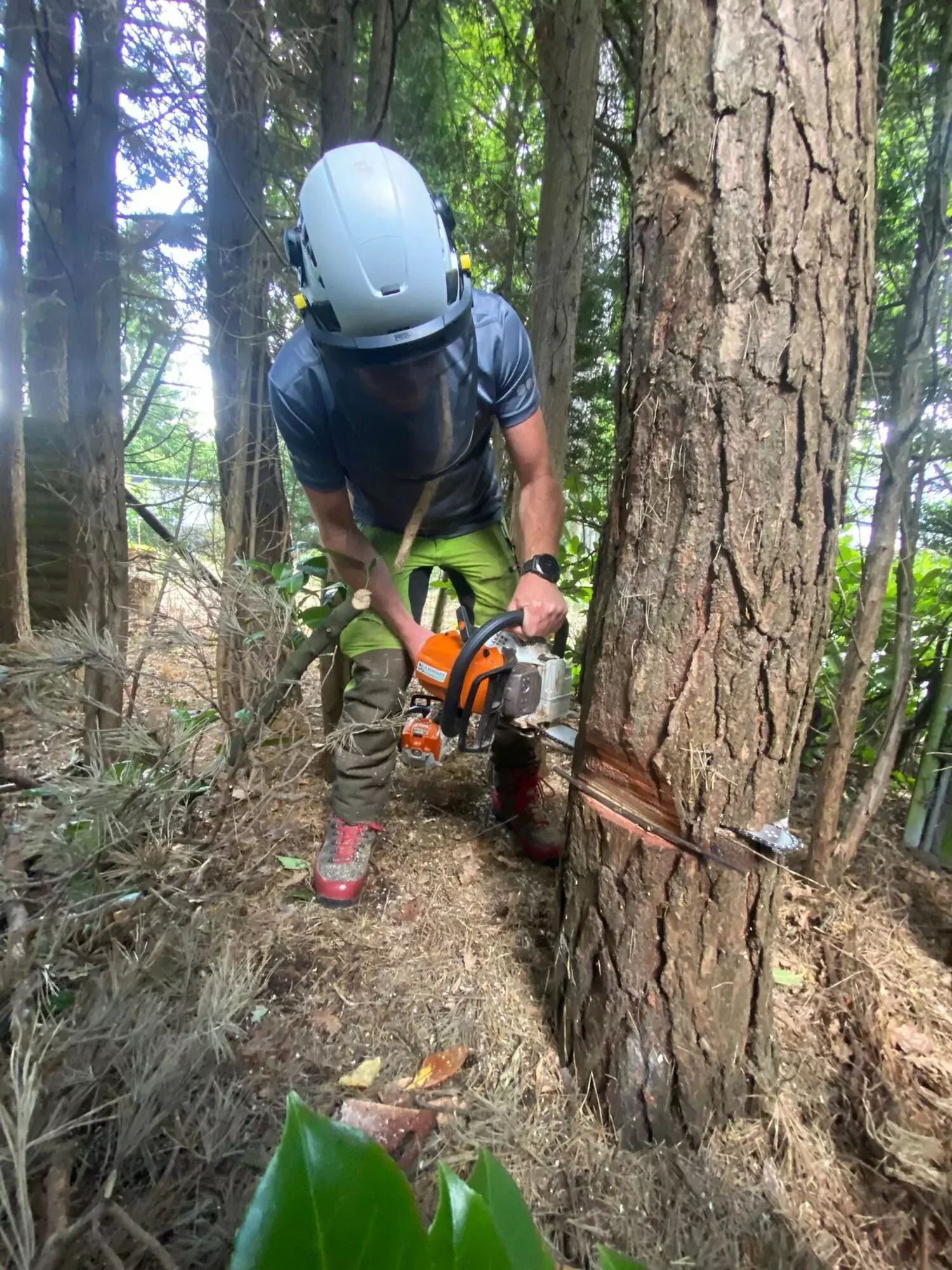 ARBORIST - vakkundig onttakken van gevelde boom - Dieter Waeyenbergh – foto 3