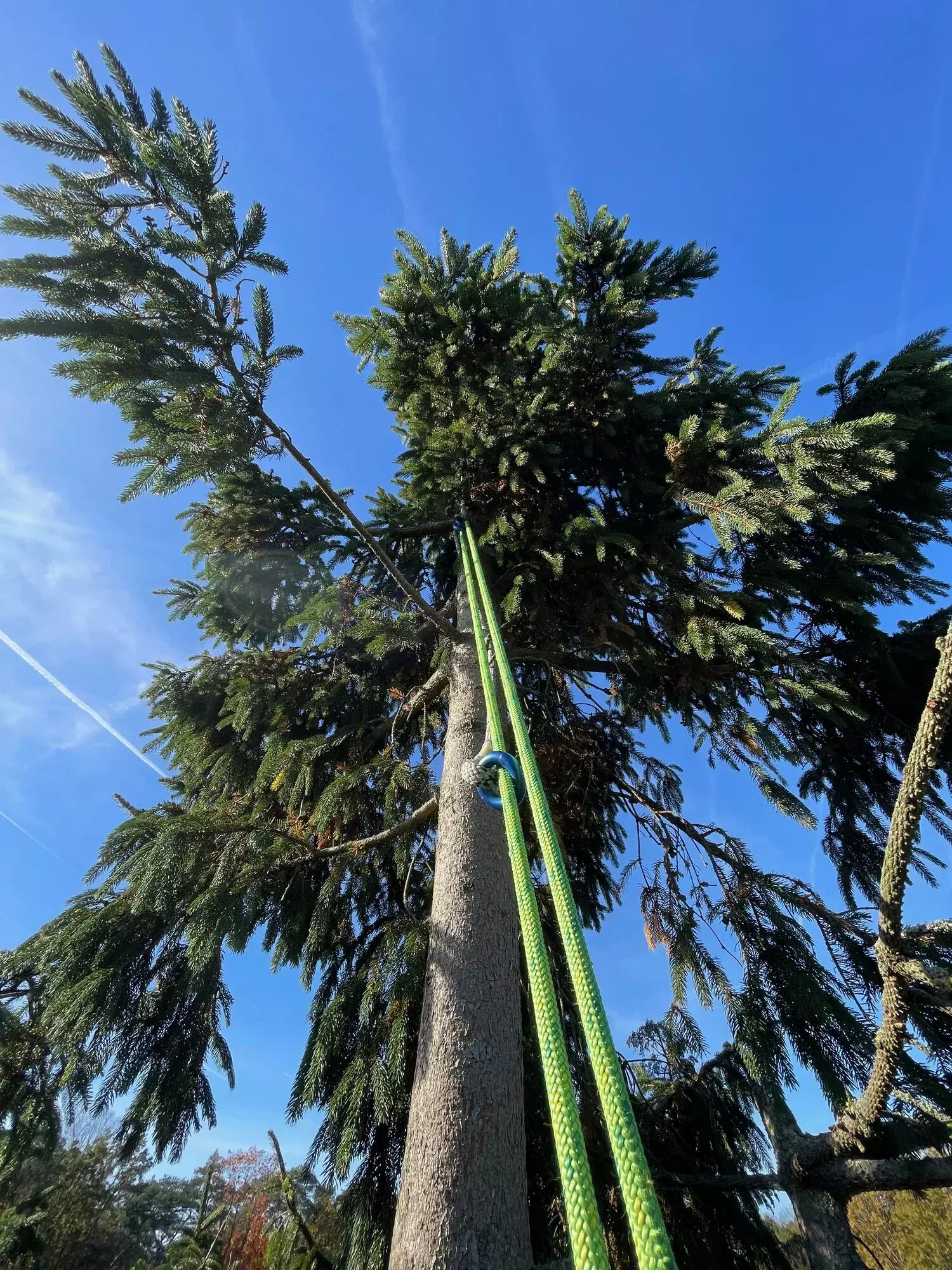 ARBORIST - vakkundig onttakken van gevelde boom - Dieter Waeyenbergh – foto 4