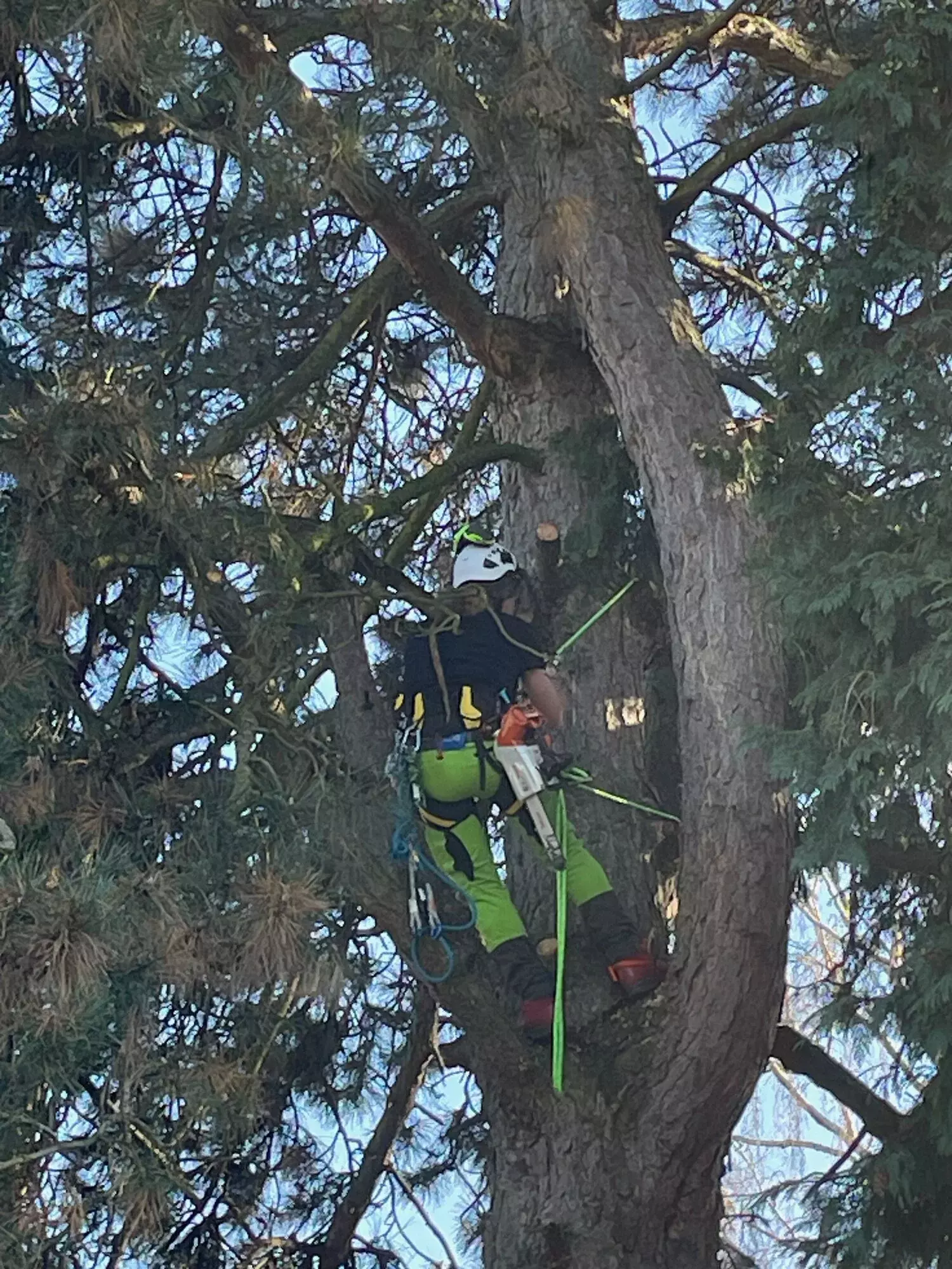 ARBORIST - vakkundig onttakken van gevelde boom - Dieter Waeyenbergh – foto 5