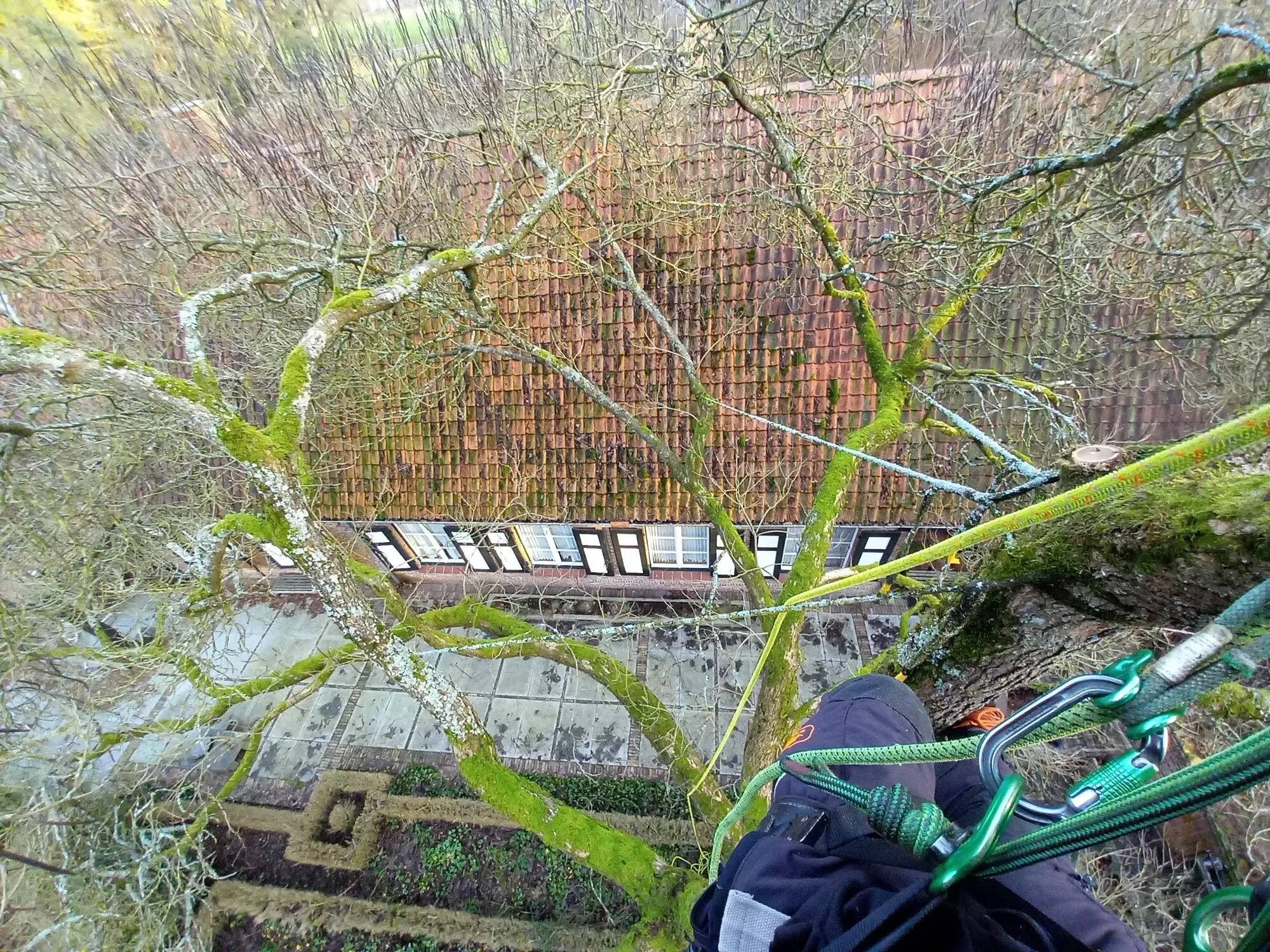 Snoei en onderhoud – foto 1