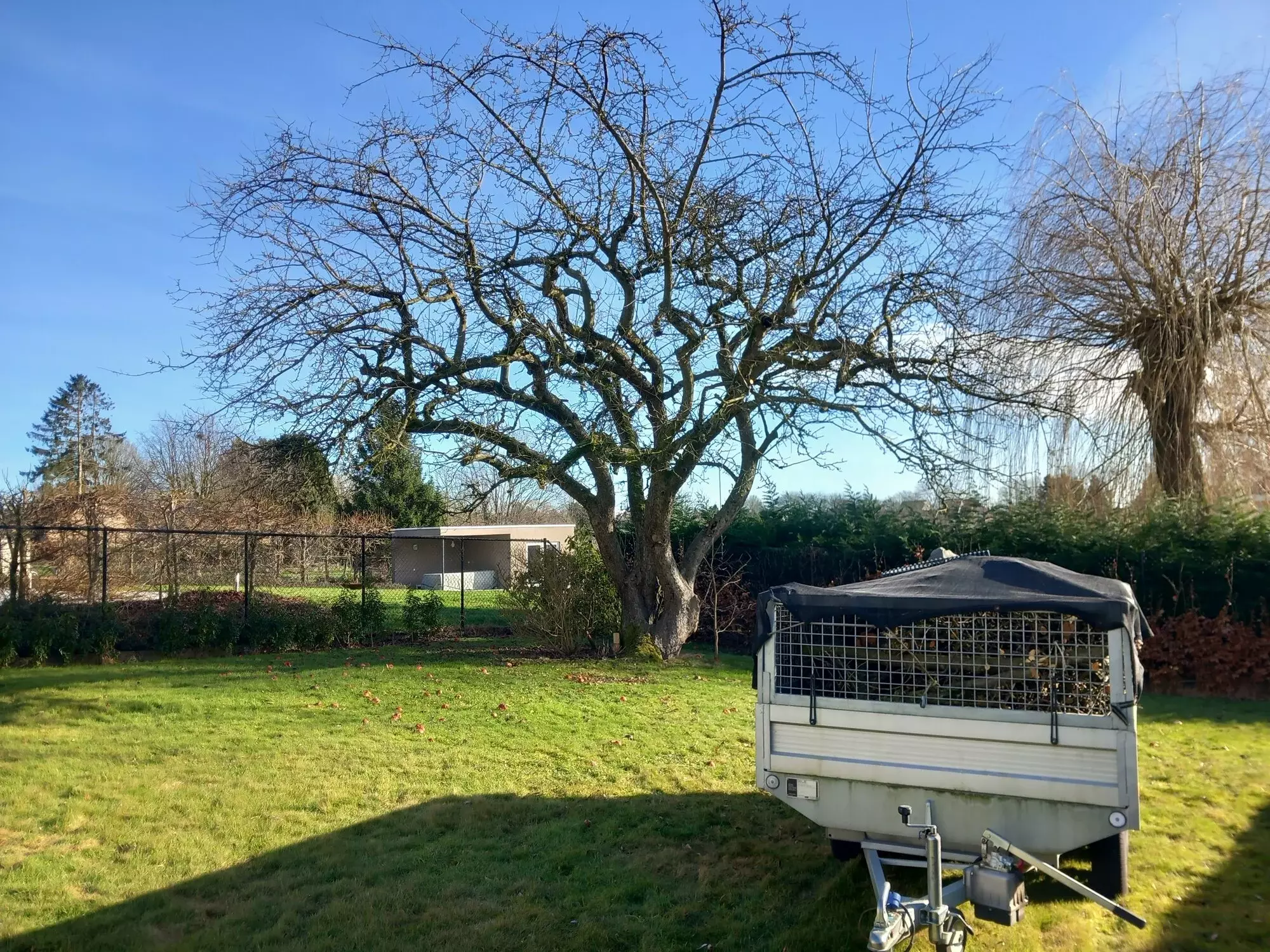 Snoei en onderhoud – foto 2