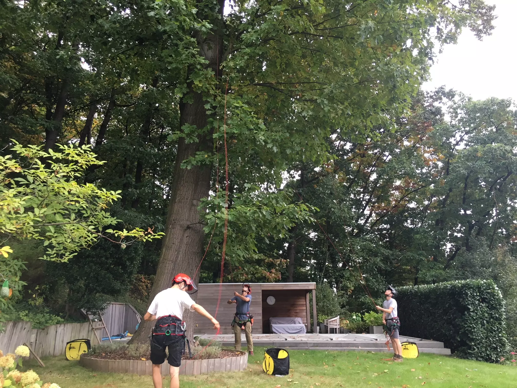 Boomverzoring – foto 3