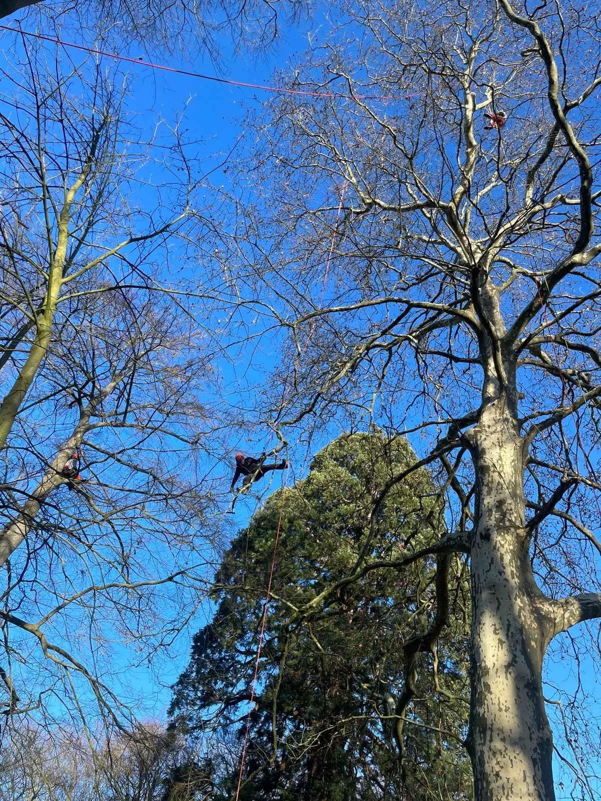 Totaalheraanleg voortuin te Gierle – foto 2