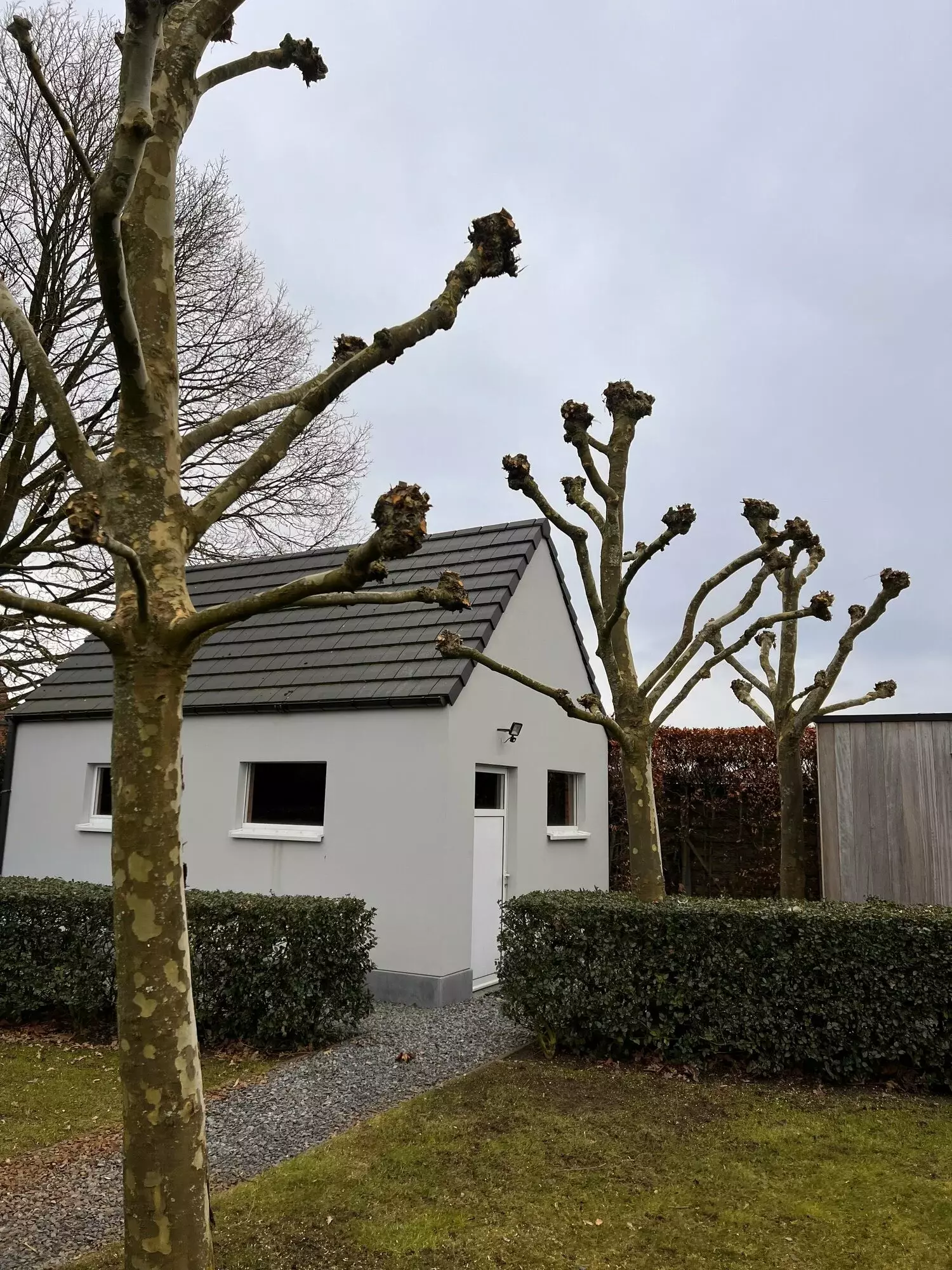 Herknotten van platanen – foto 1