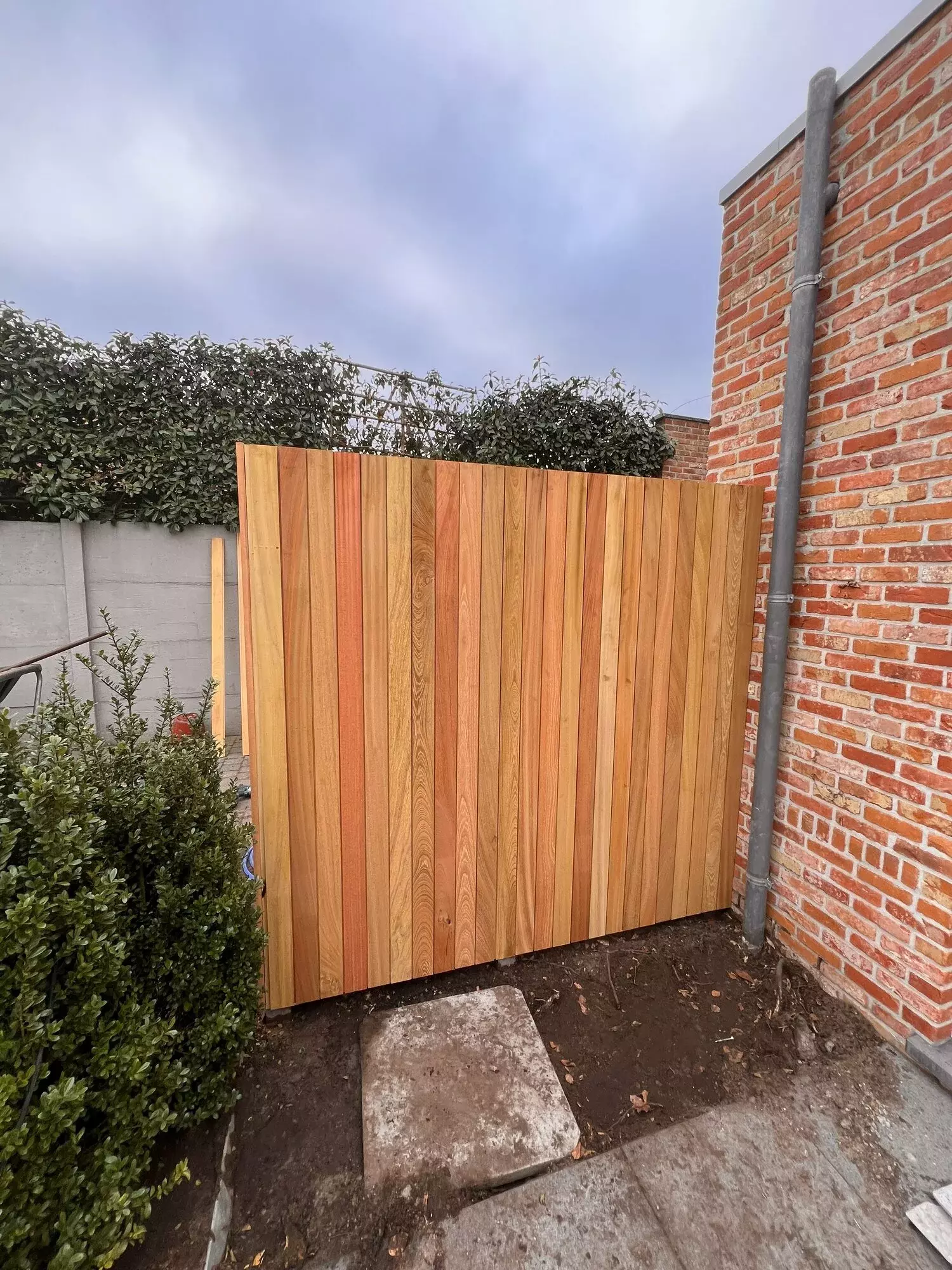 Herknotten van platanen – foto 2