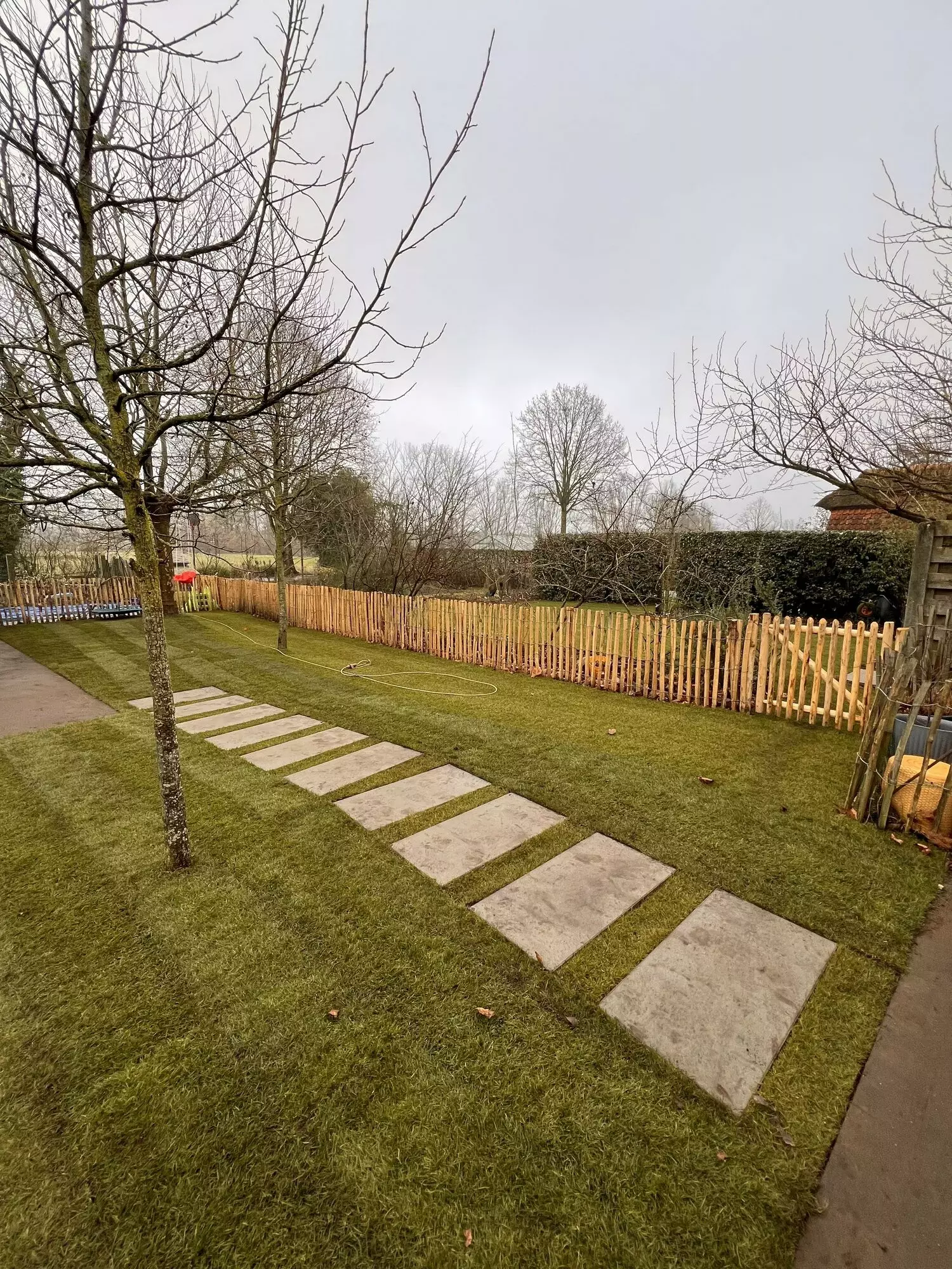Herknotten van platanen – foto 3