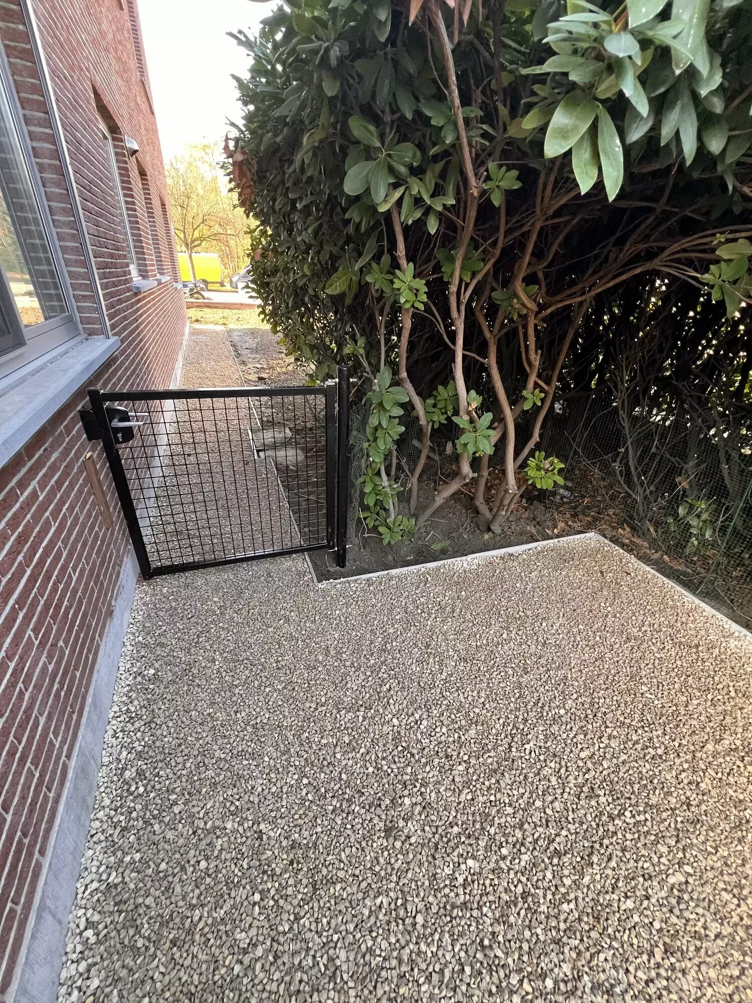 Herknotten van platanen – foto 4