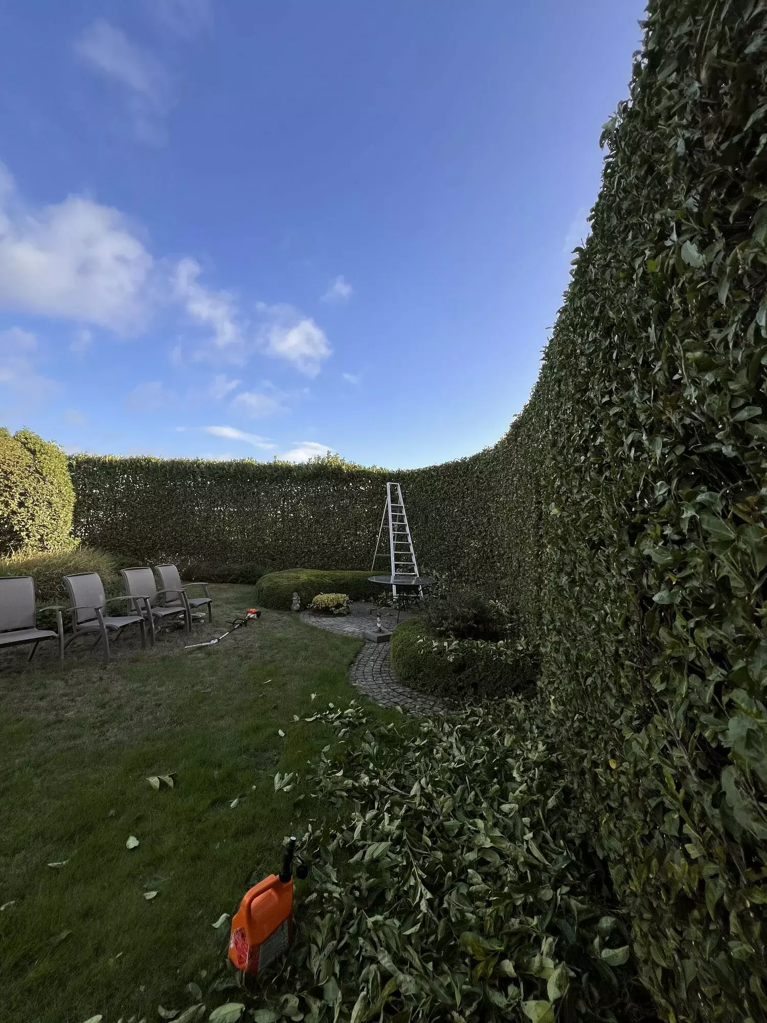 Herknotten van platanen – foto 5