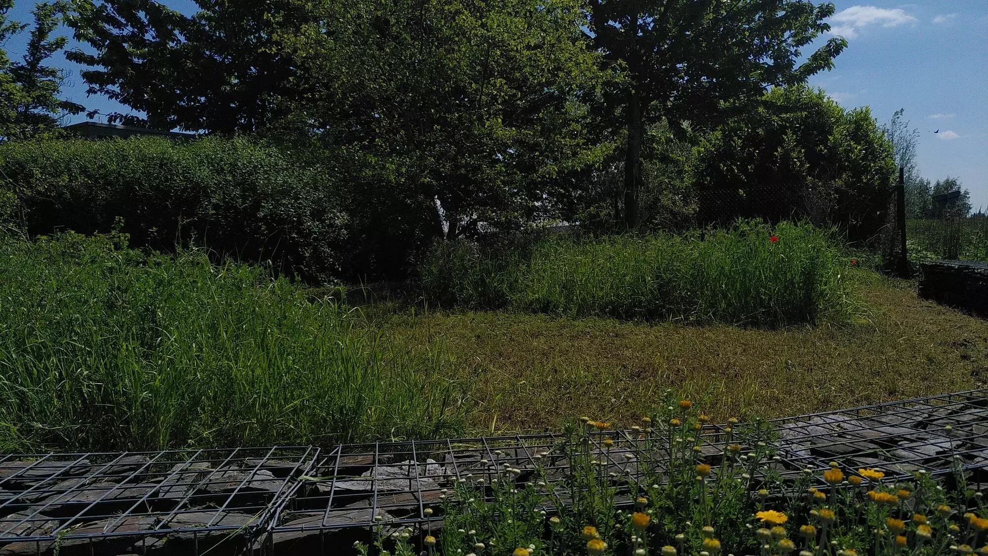 Alternatief omgaan met onkruid op een open verharding door het inzaaien met geschikte vegetatie – foto 3