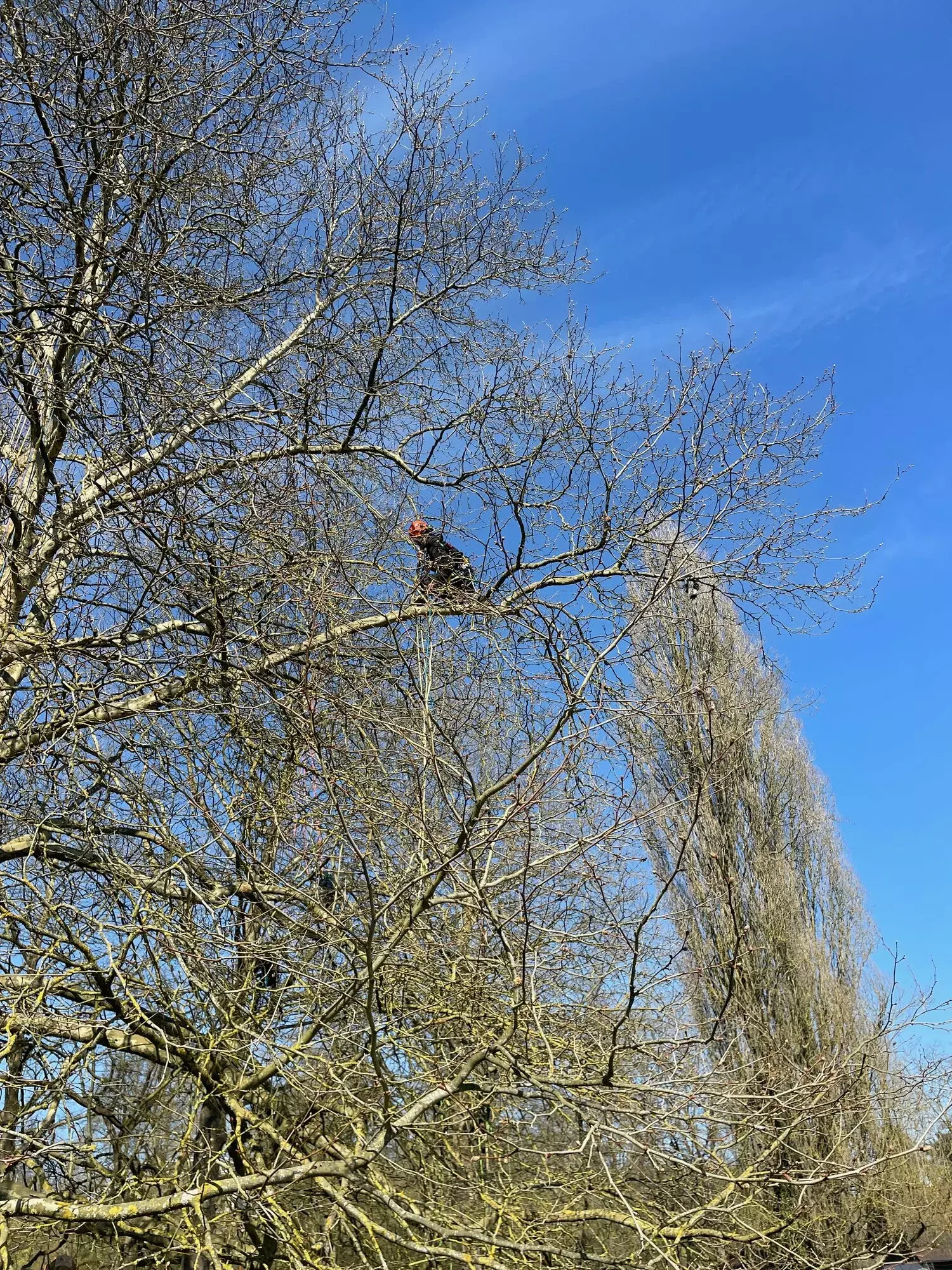 ARBORIST - klimmend snoeien - Dieter Waeyenbergh – foto 1