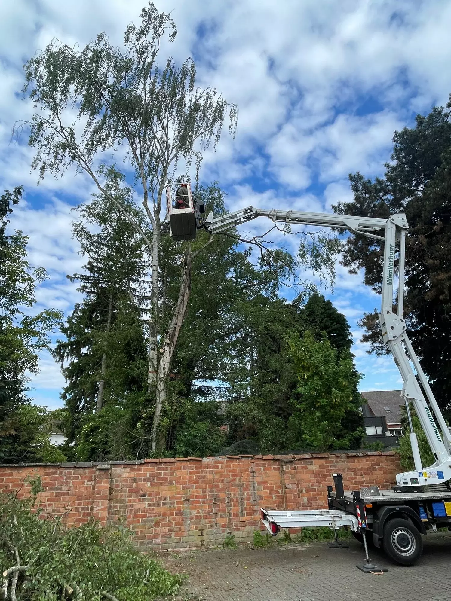 ARBORIST - klimmend snoeien - Dieter Waeyenbergh – foto 3