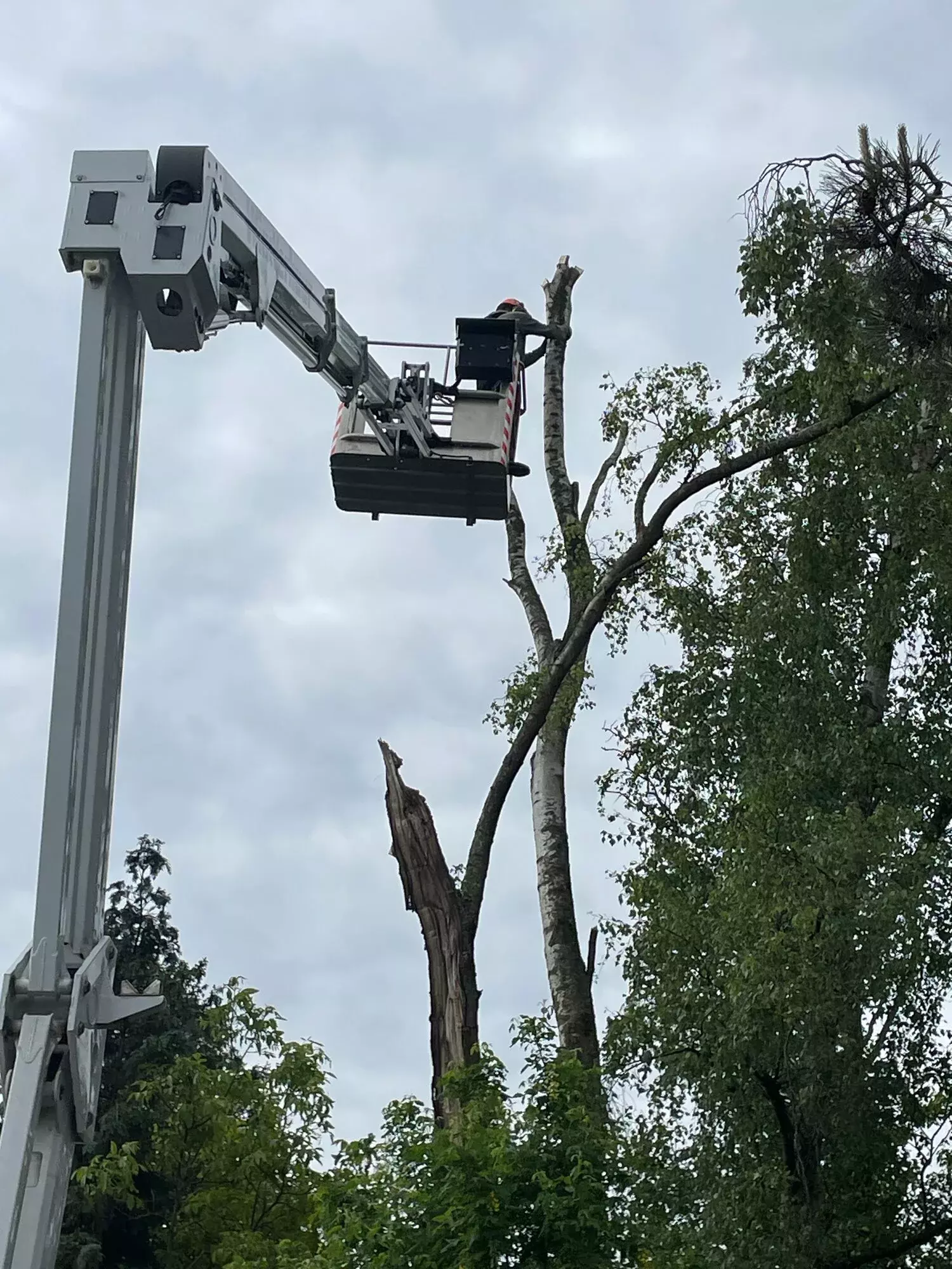 ARBORIST - klimmend snoeien - Dieter Waeyenbergh – foto 4