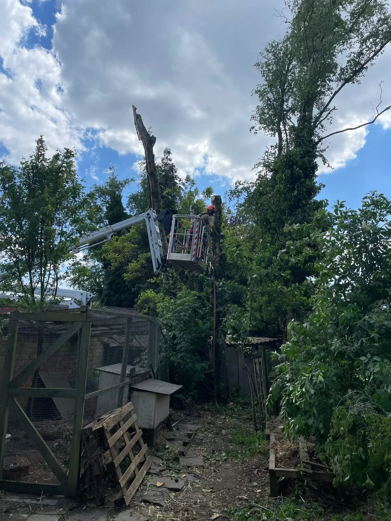 ARBORIST - klimmend snoeien - Dieter Waeyenbergh – foto 5