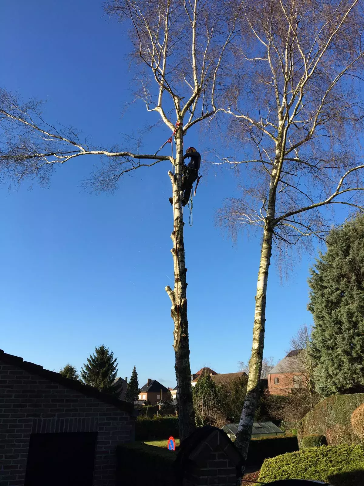 Vellen en snoeien van bomen – foto 1