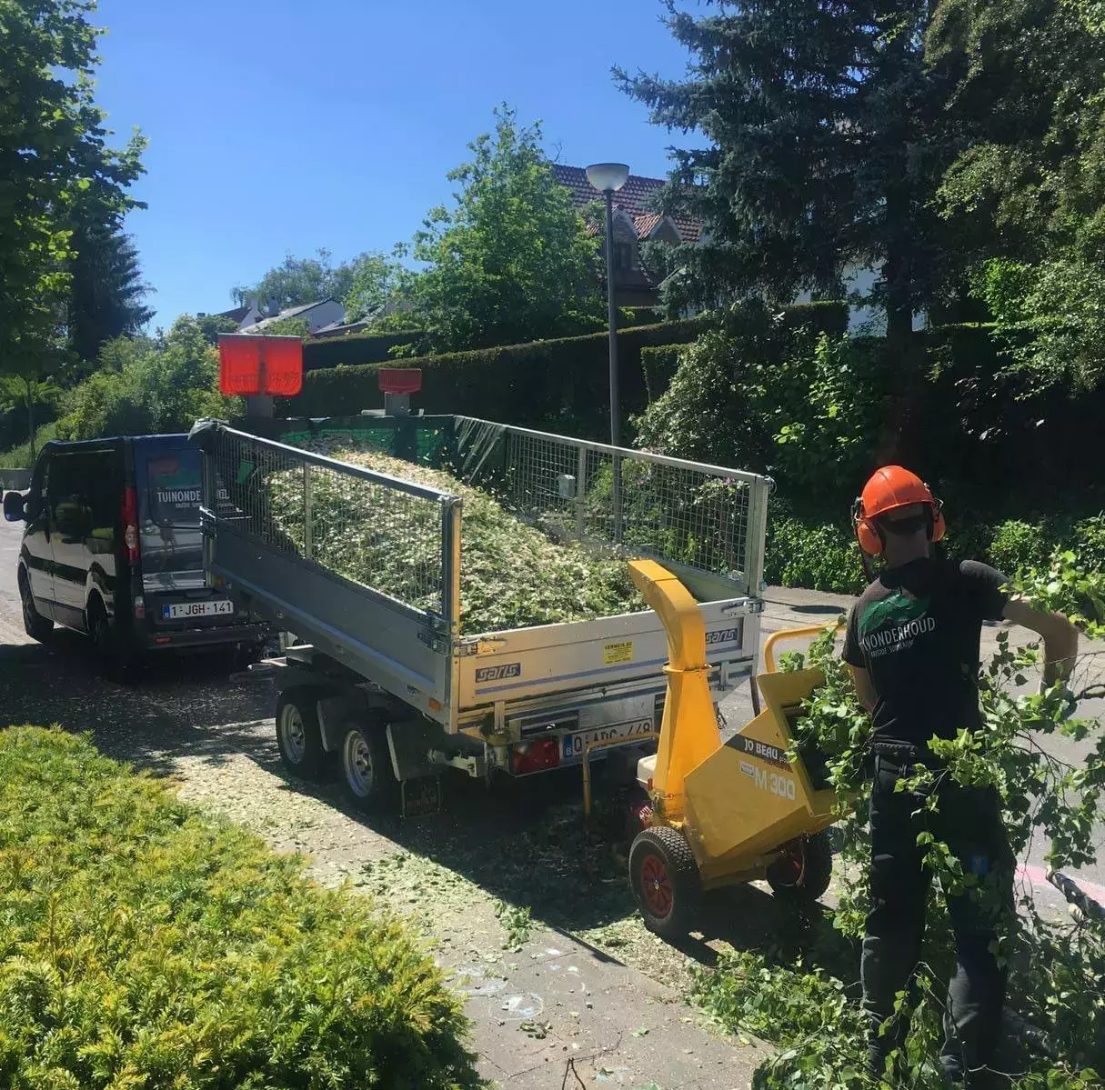Vellen en snoeien van bomen – foto 2