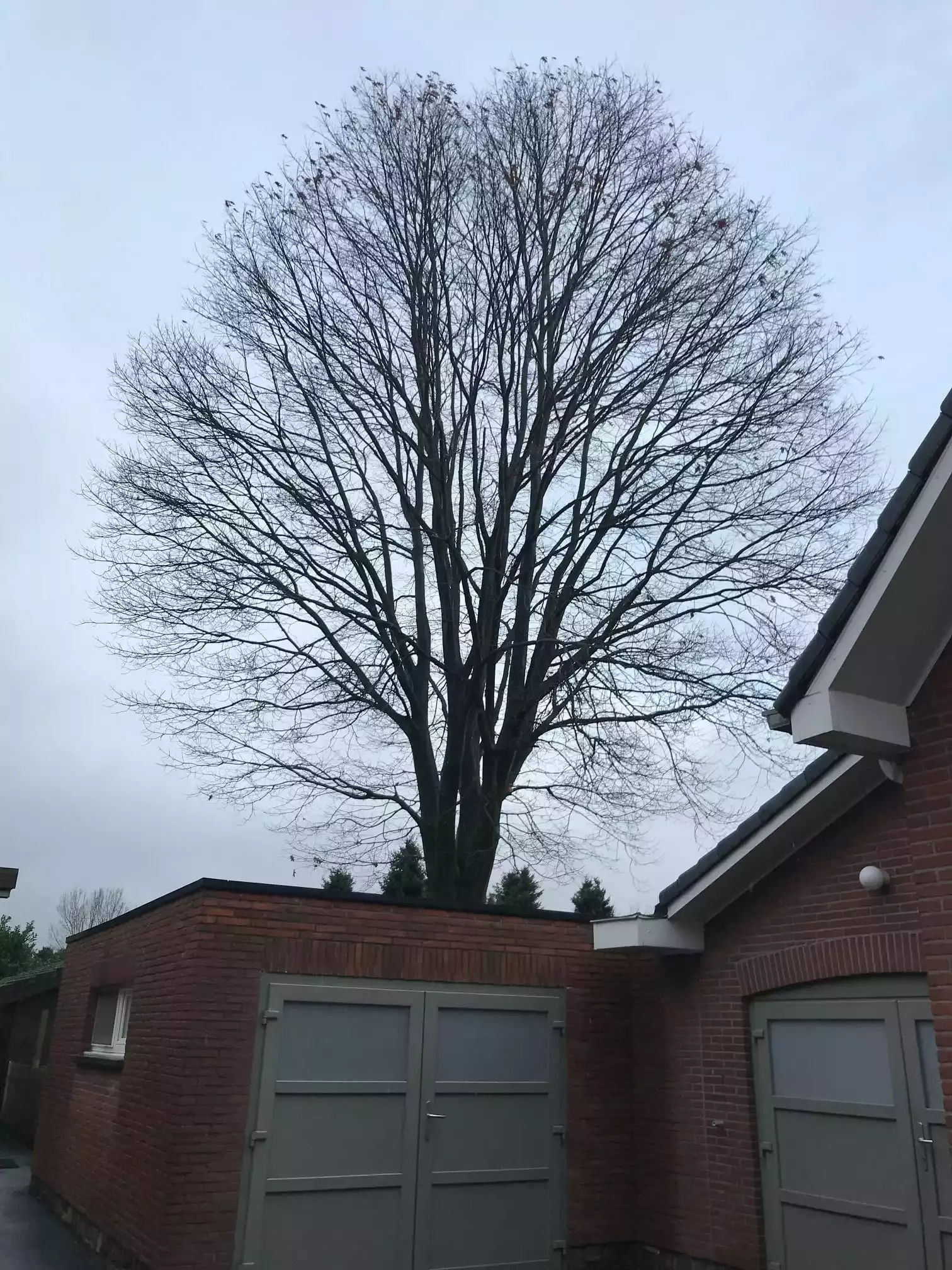 Vellen van grote amerikaanse eik in kleine tuin – foto 1