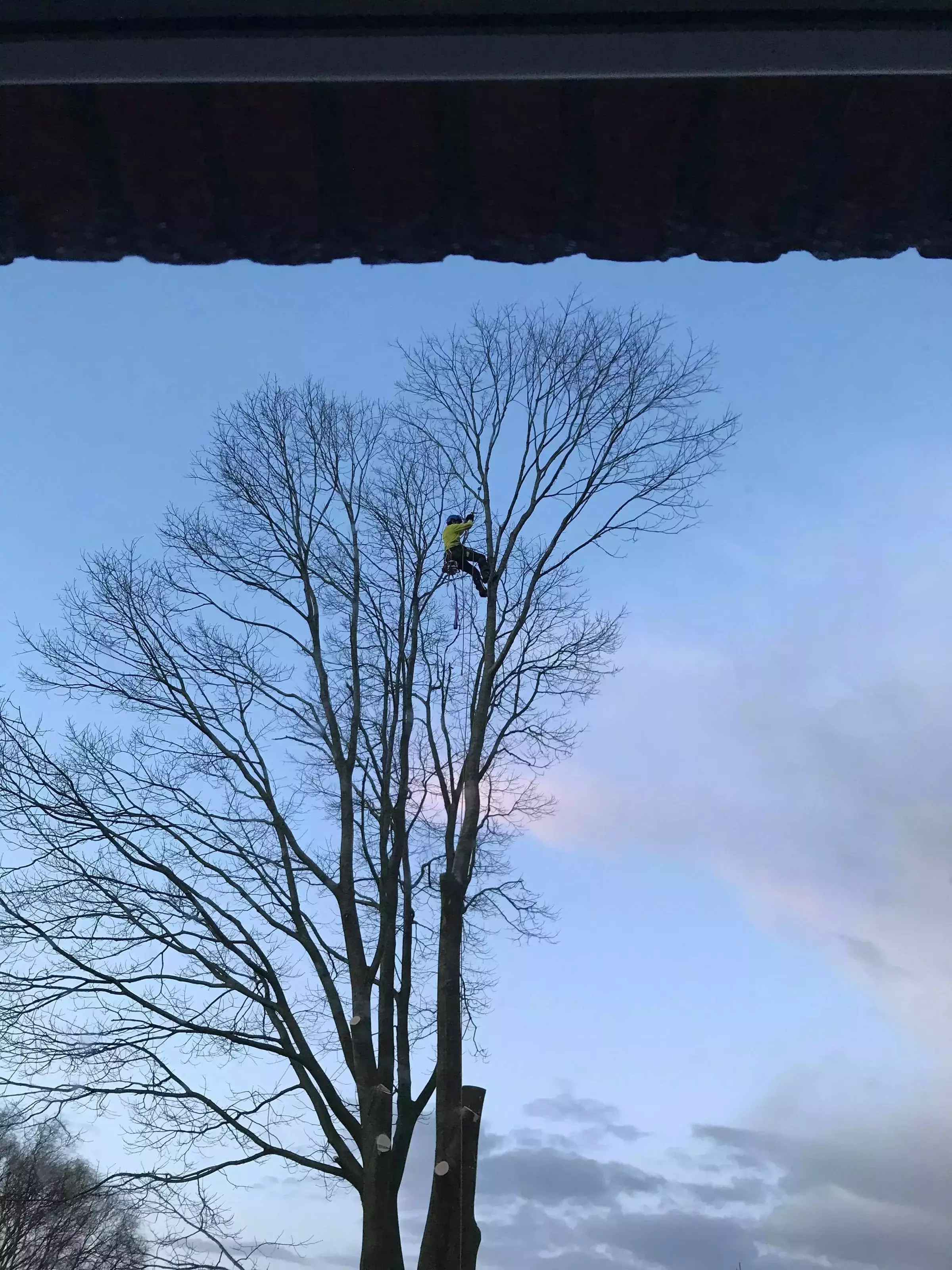 Vellen van grote amerikaanse eik in kleine tuin – foto 2