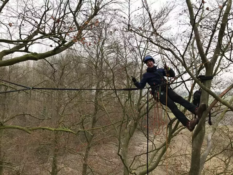 Vellen van grote amerikaanse eik in kleine tuin – foto 5