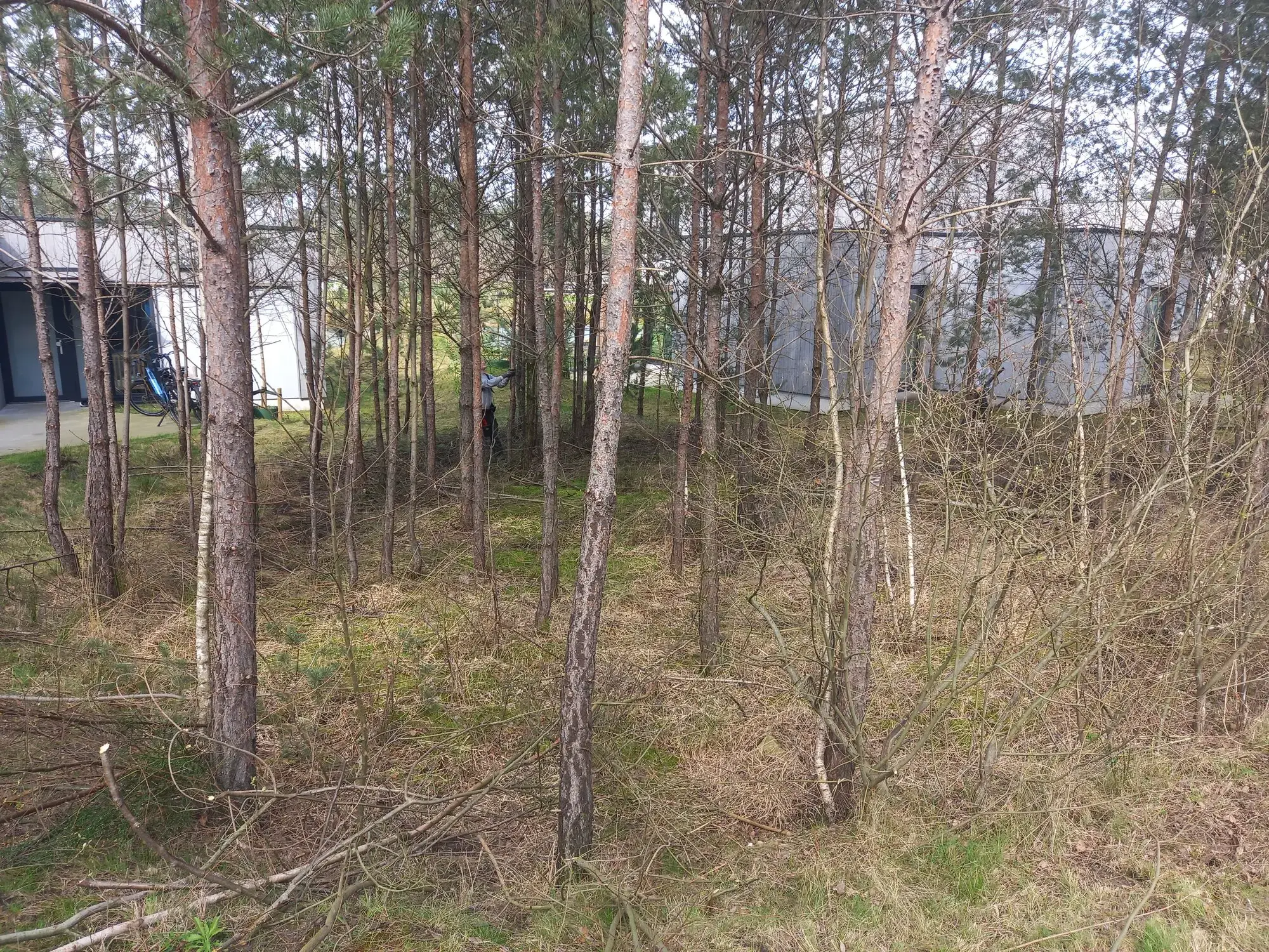 Opsnoeien van bomen (voor) – foto 1