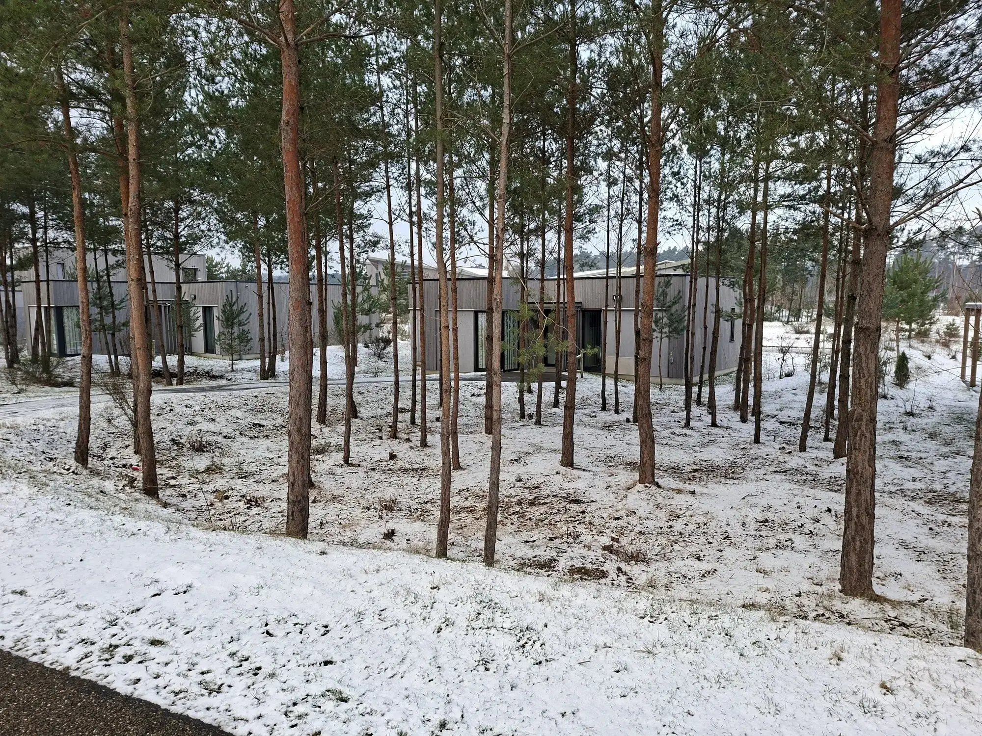 Opsnoeien van bomen (voor) – foto 2