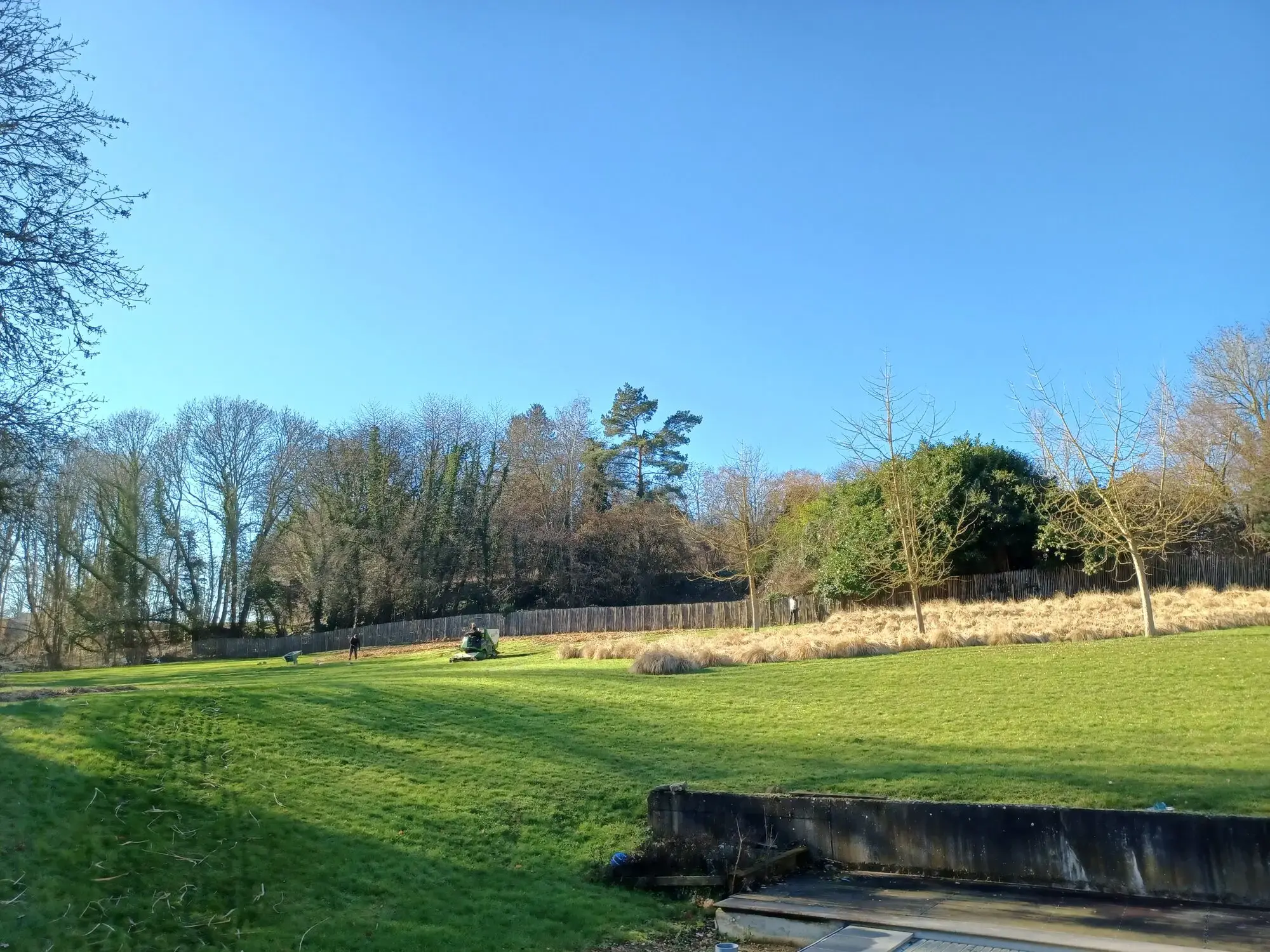 Opsnoeien van bomen (voor) – foto 3