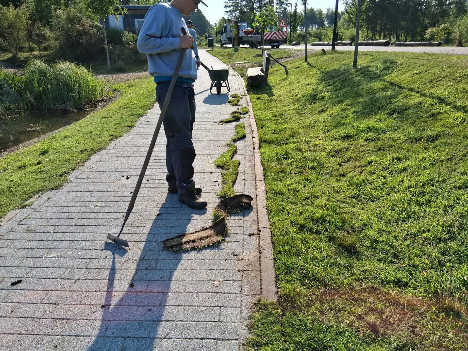 Opsnoeien van bomen (voor) – foto 4