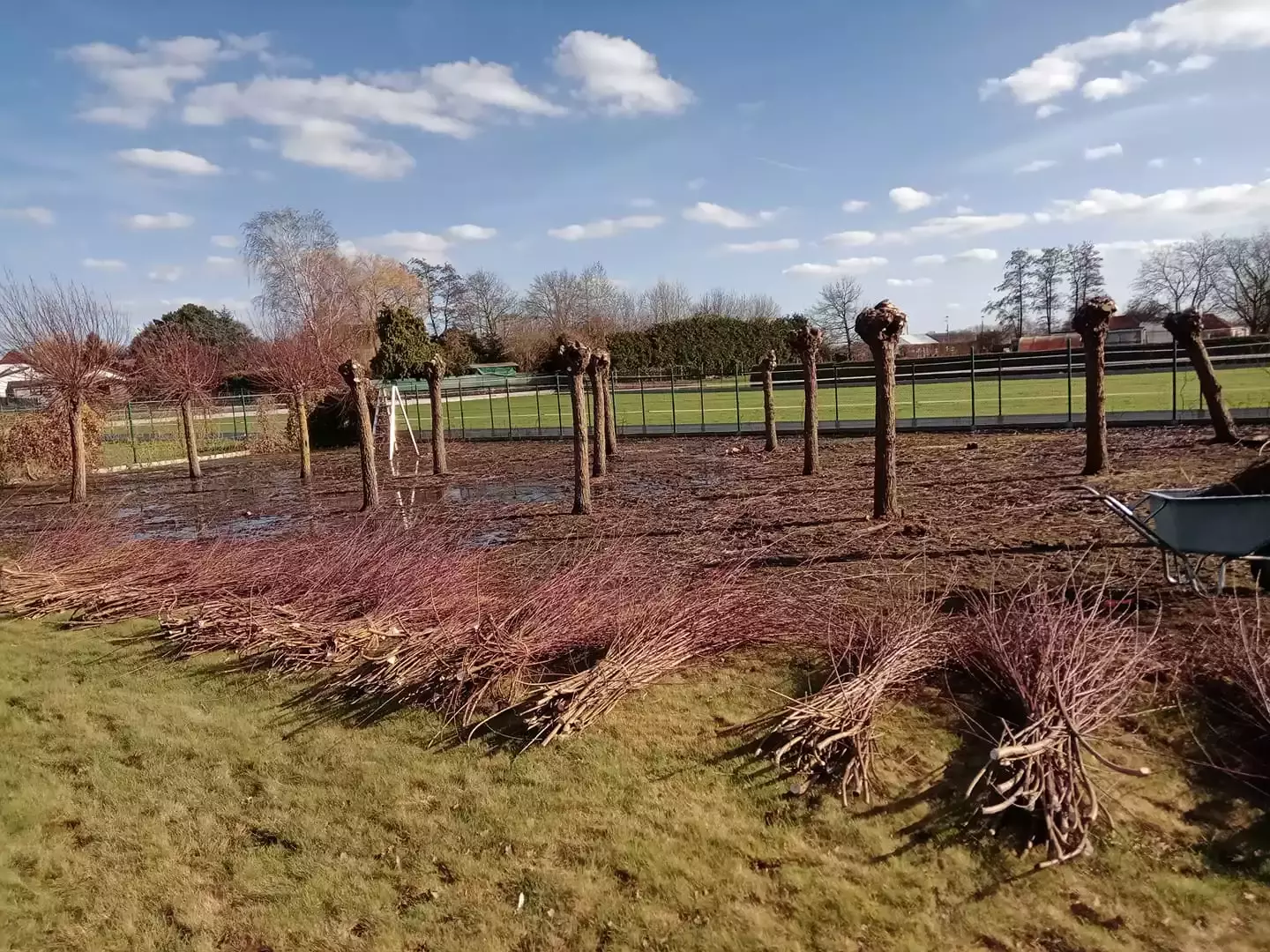 Knotwilgen snoeien – foto 1