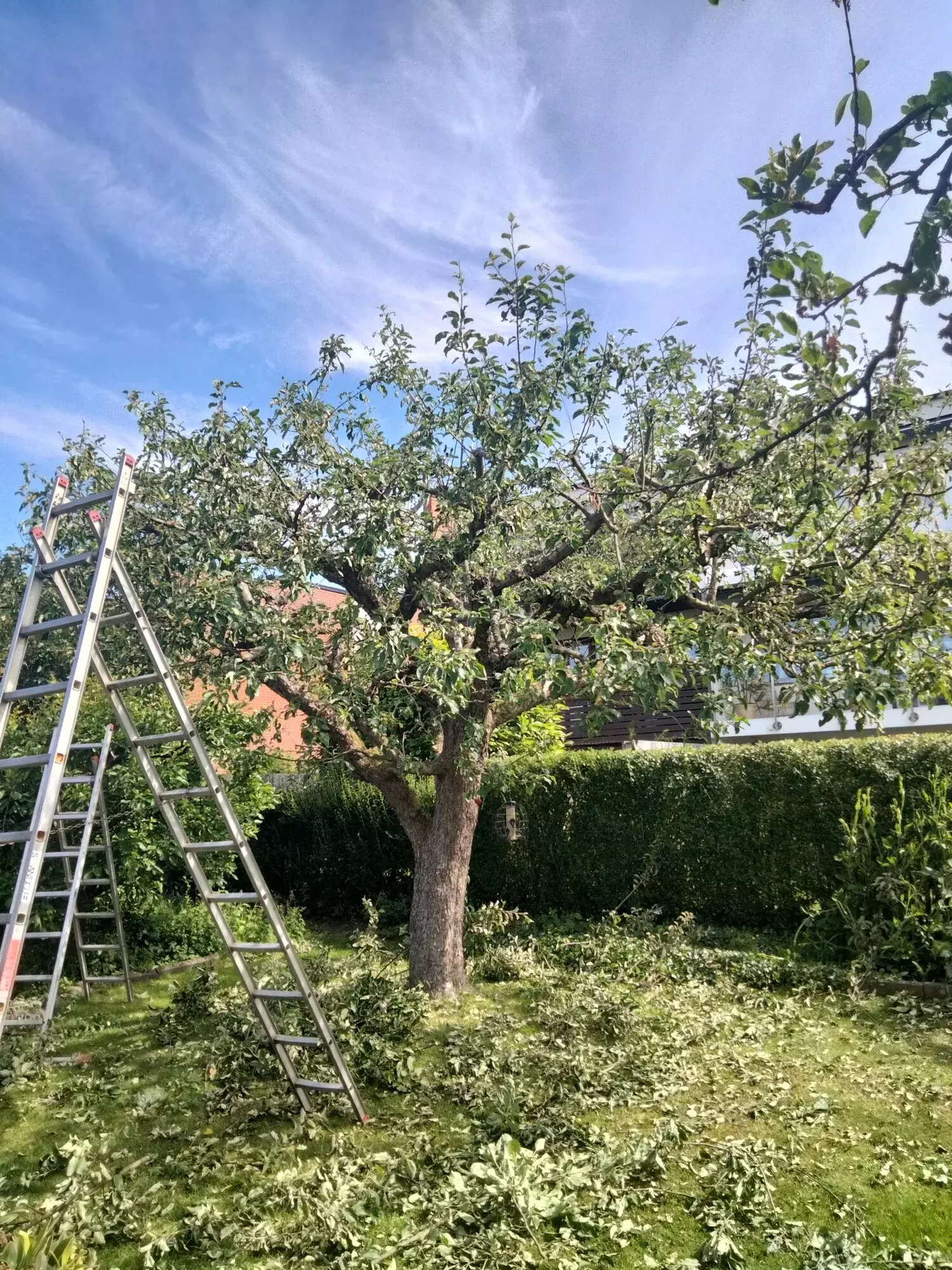 Fruitsnoei van appelaar – foto 1
