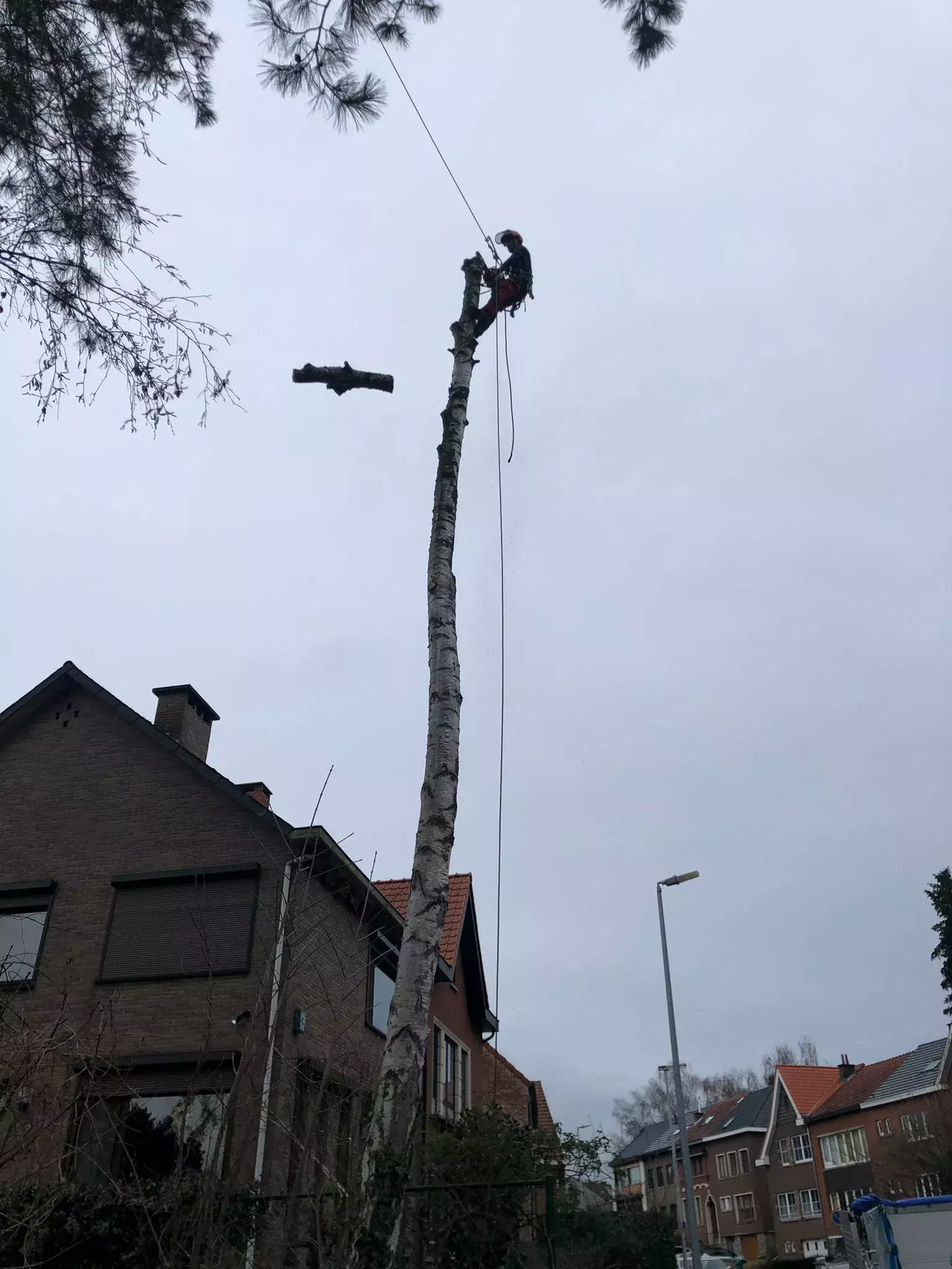 Fruitsnoei van appelaar – foto 2