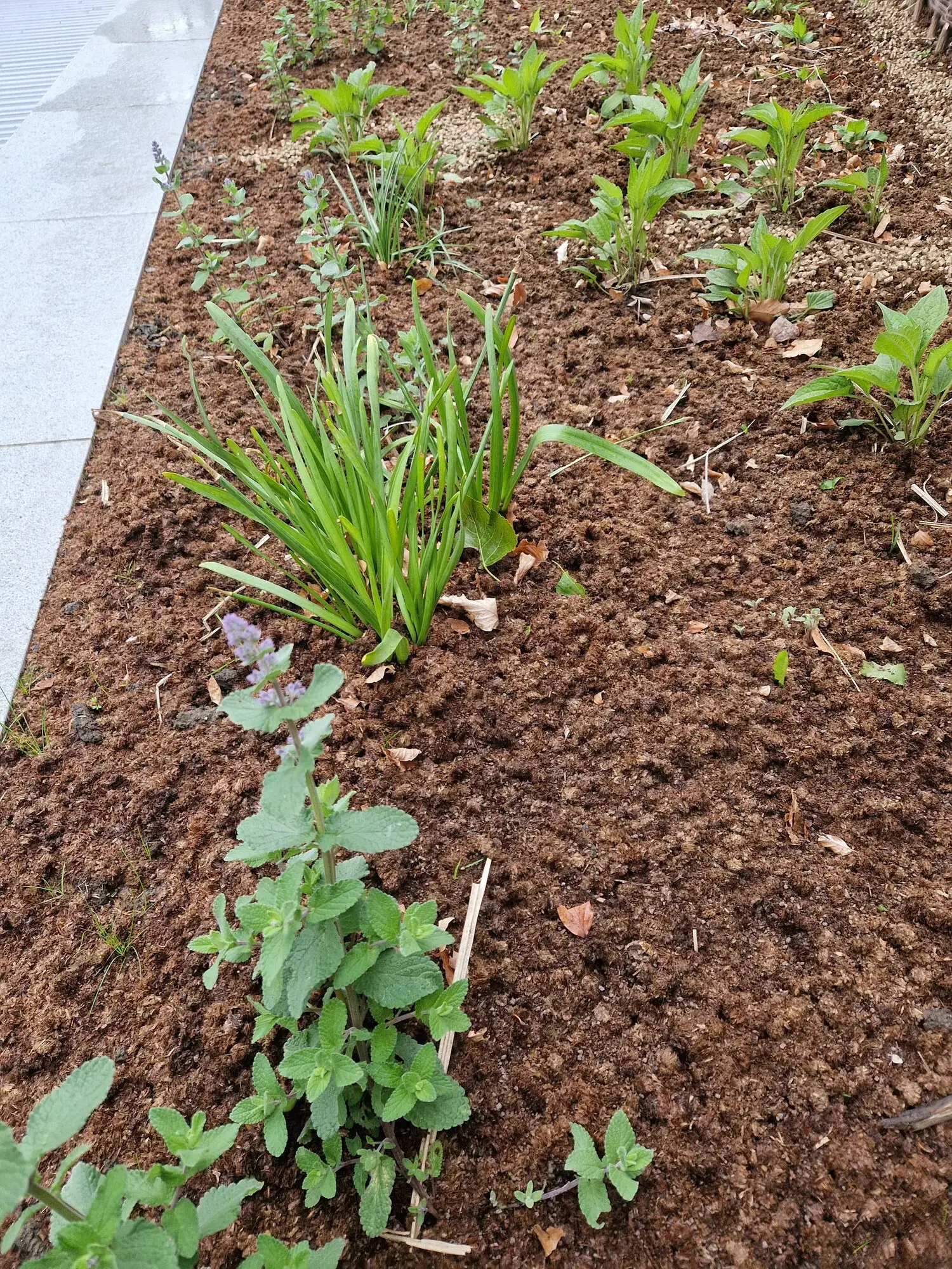 Invoeren van tuincompost voor het verbeteren van de grond voor een gazonrenovatie – foto 3