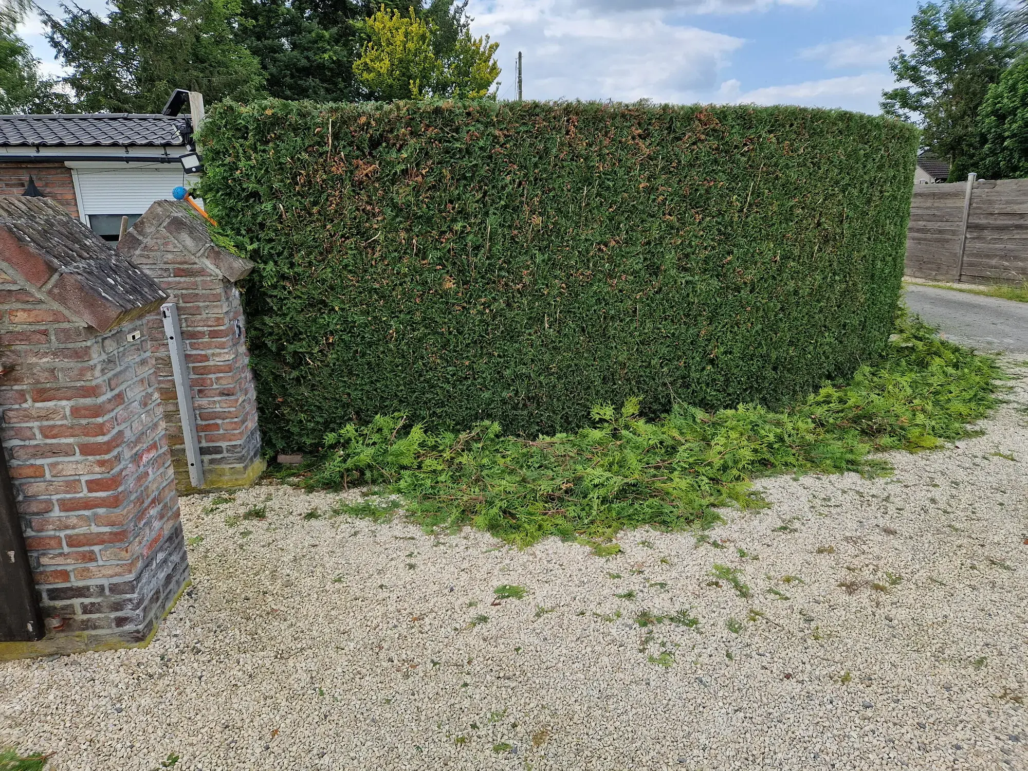 Invoeren van tuincompost voor het verbeteren van de grond voor een gazonrenovatie – foto 4
