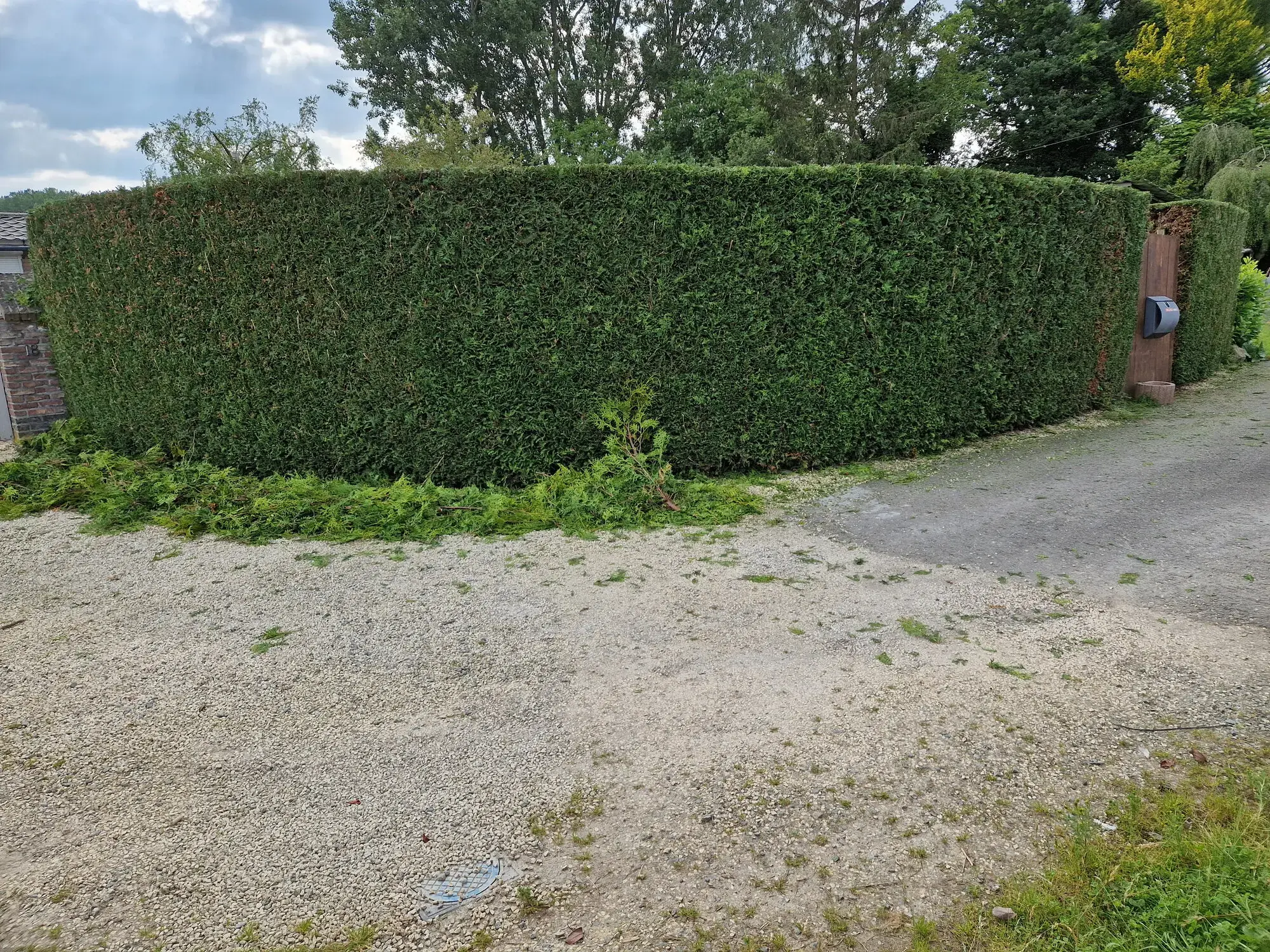 Invoeren van tuincompost voor het verbeteren van de grond voor een gazonrenovatie – foto 5