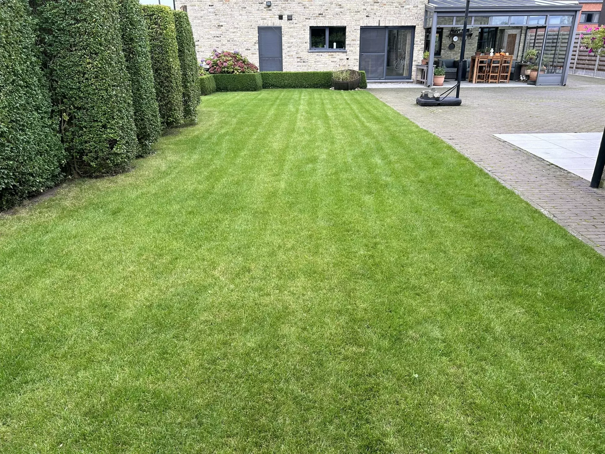 Aanleg van een nieuw gazon zonder gebruik te maken van grasmatten – foto 1