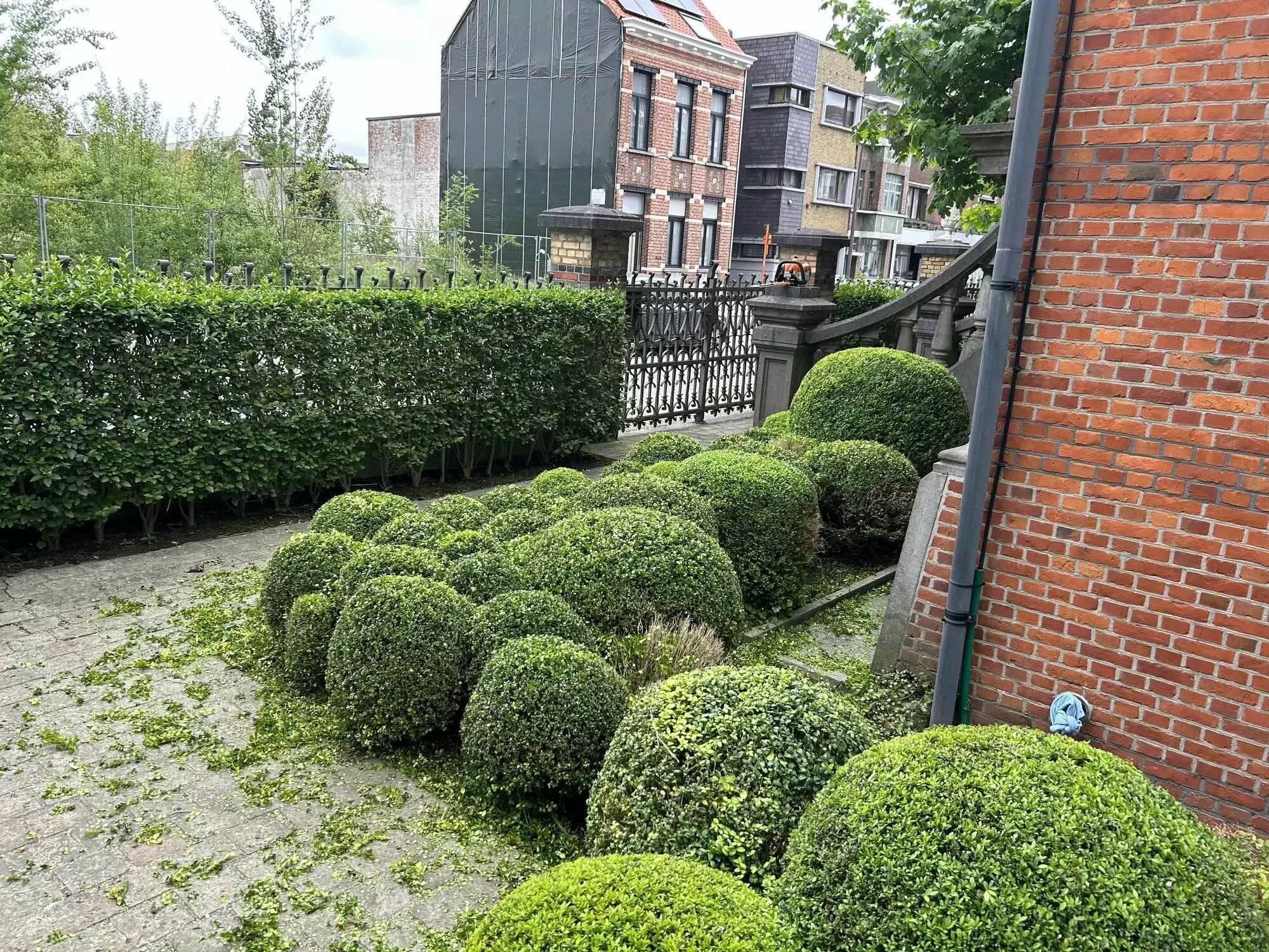 Aanleg van een nieuw gazon zonder gebruik te maken van grasmatten – foto 3