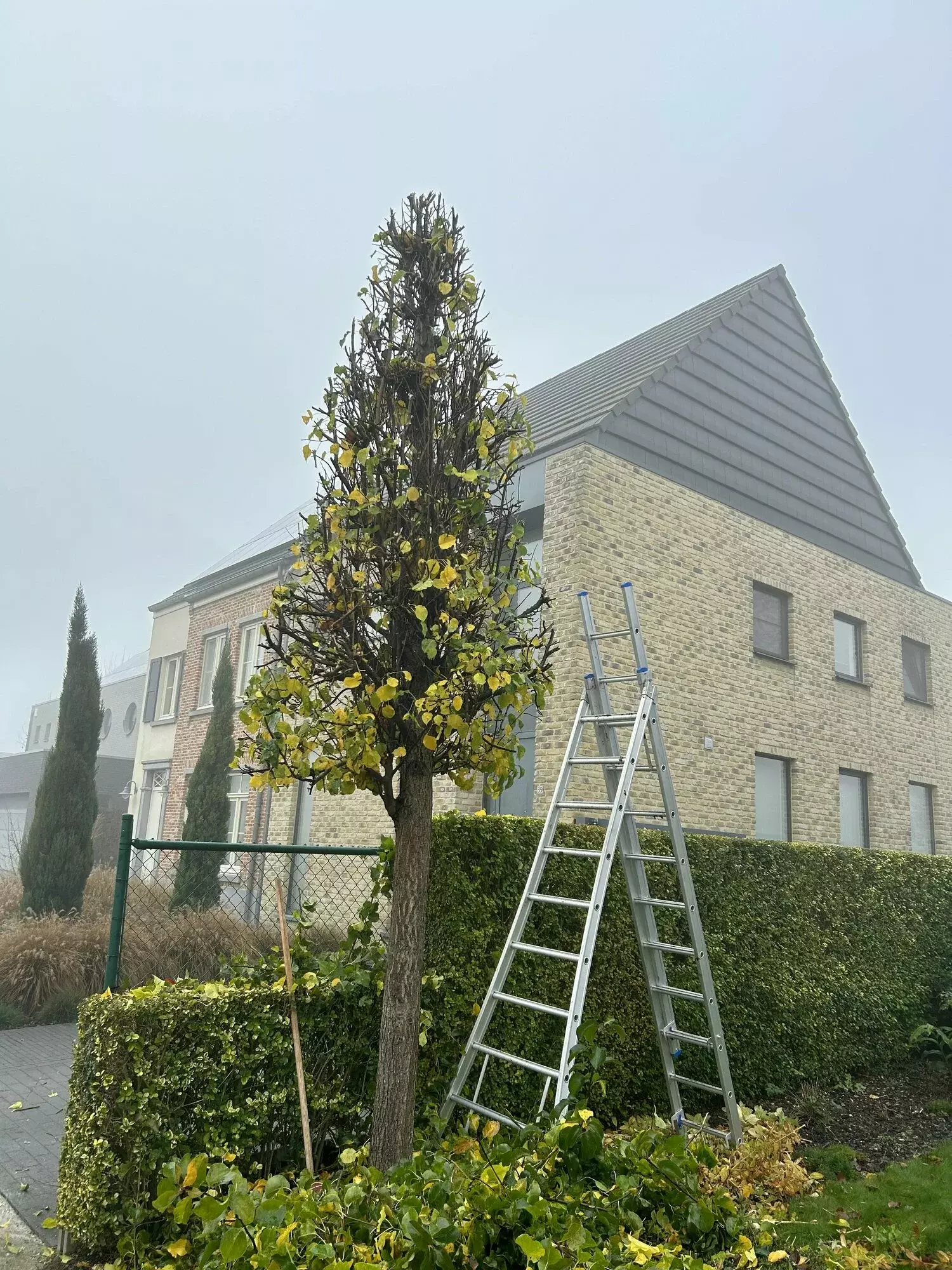 Aanleg van een nieuw gazon zonder gebruik te maken van grasmatten – foto 5