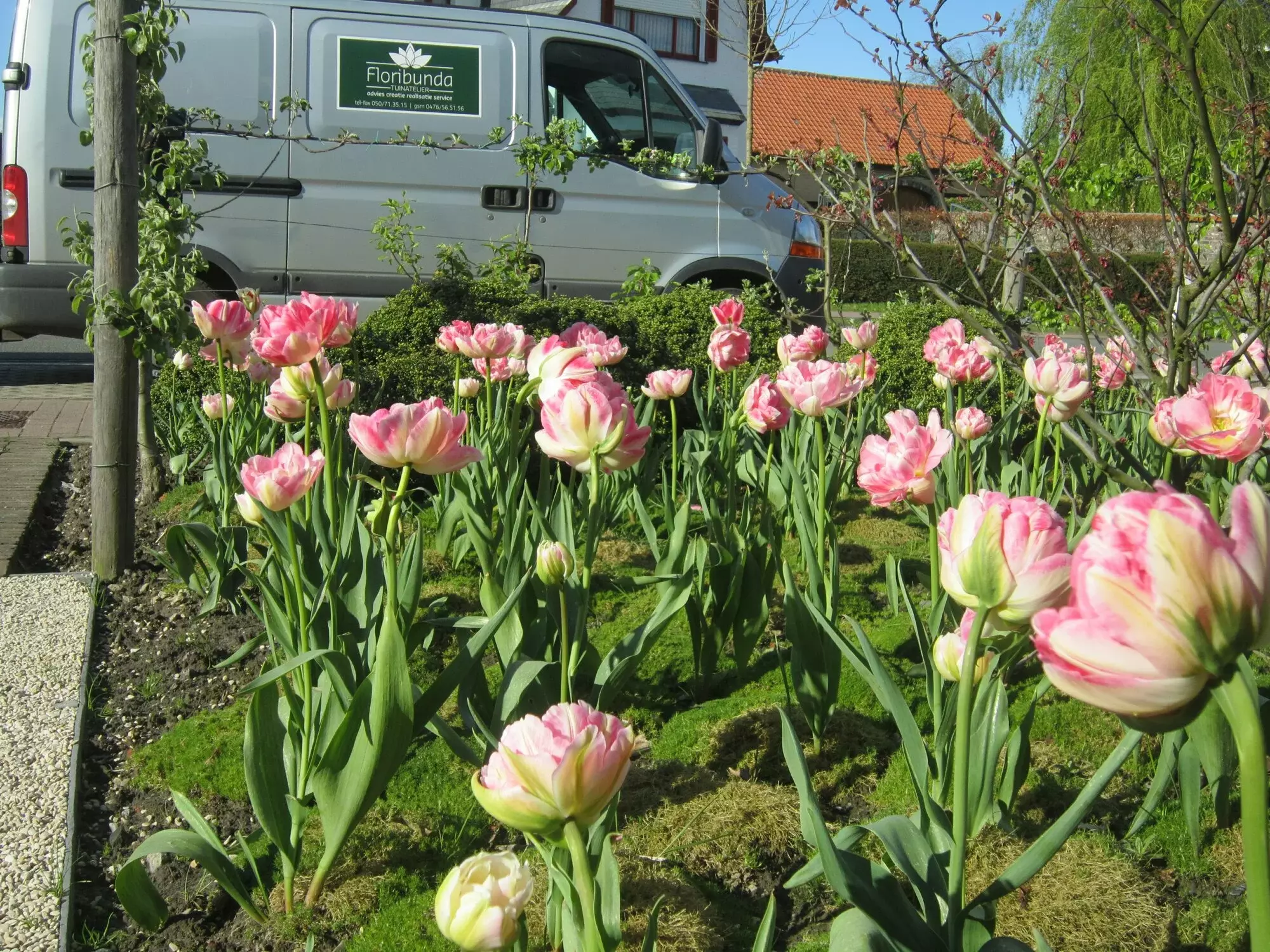 Floribunda – foto 2