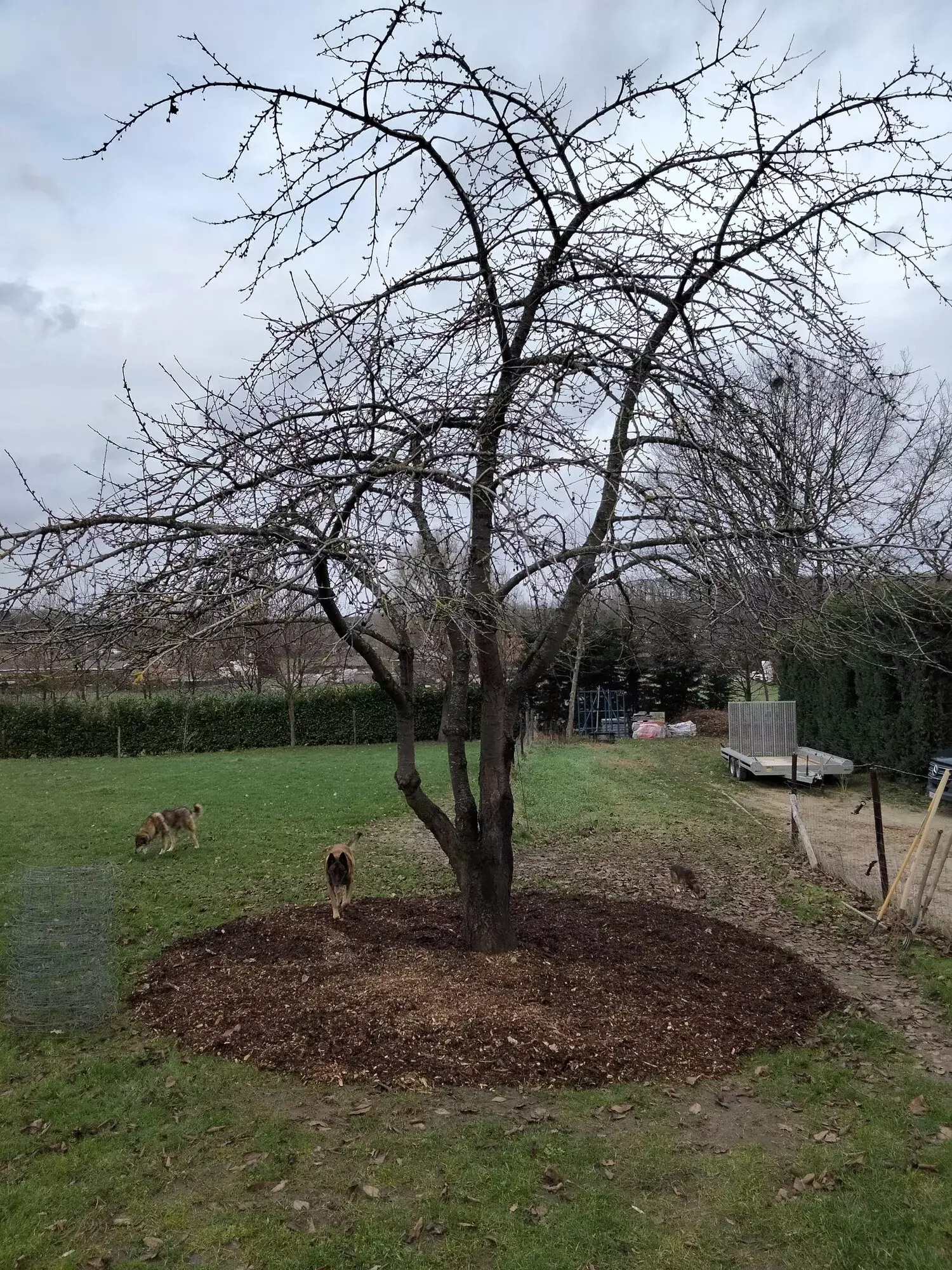 Standplaatsverbetering van kerselaar – foto 1