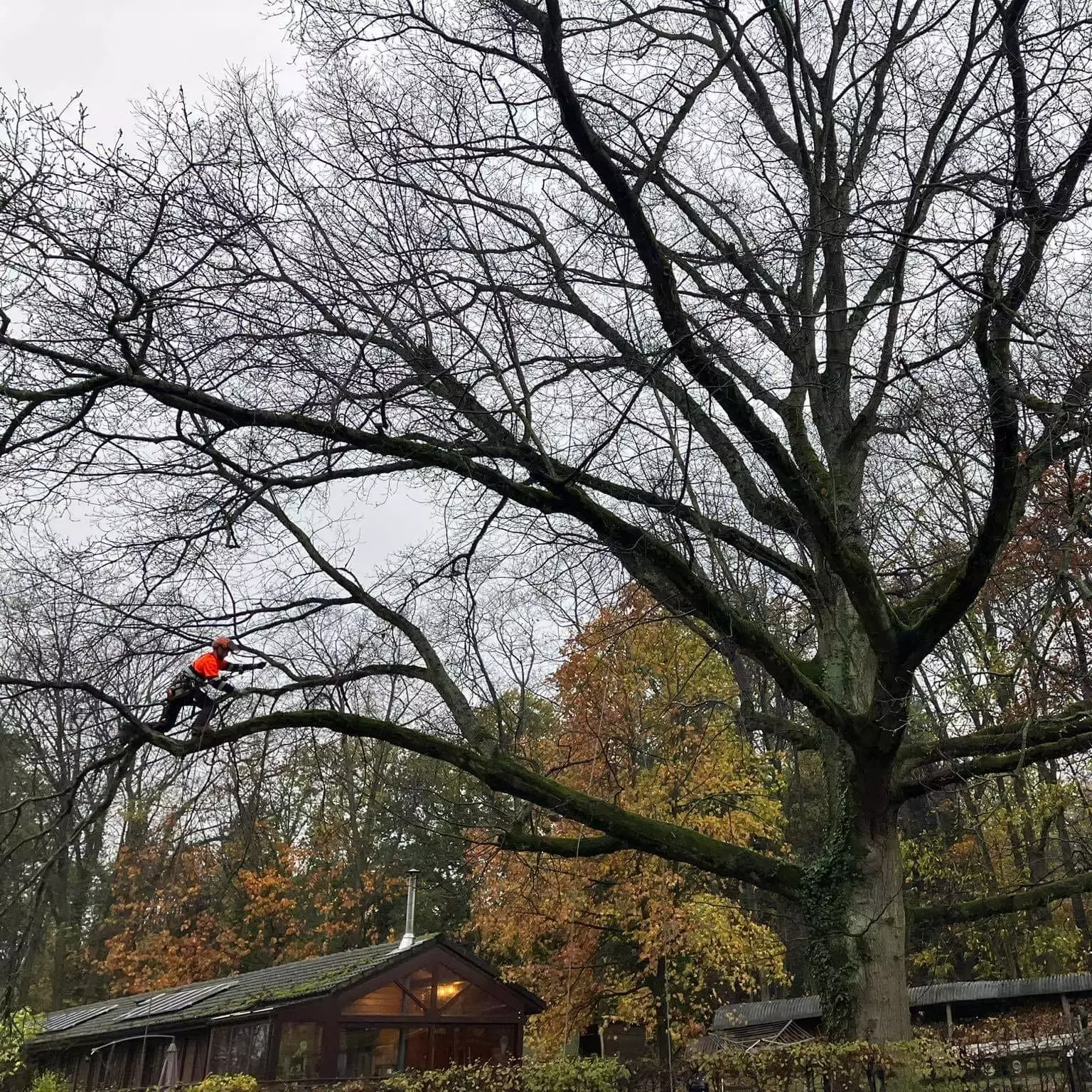Standplaatsverbetering van kerselaar – foto 2