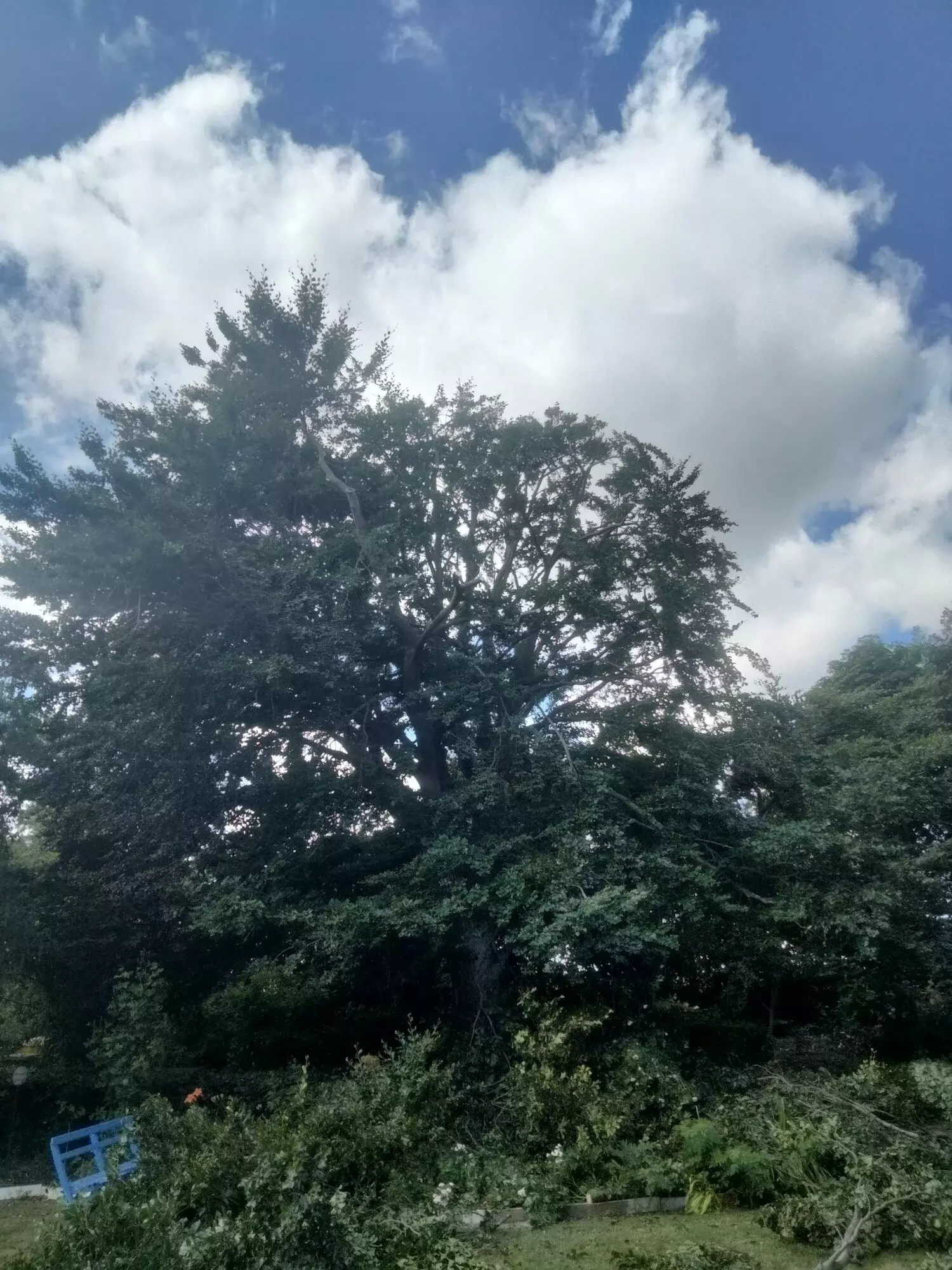 Standplaatsverbetering van kerselaar – foto 5