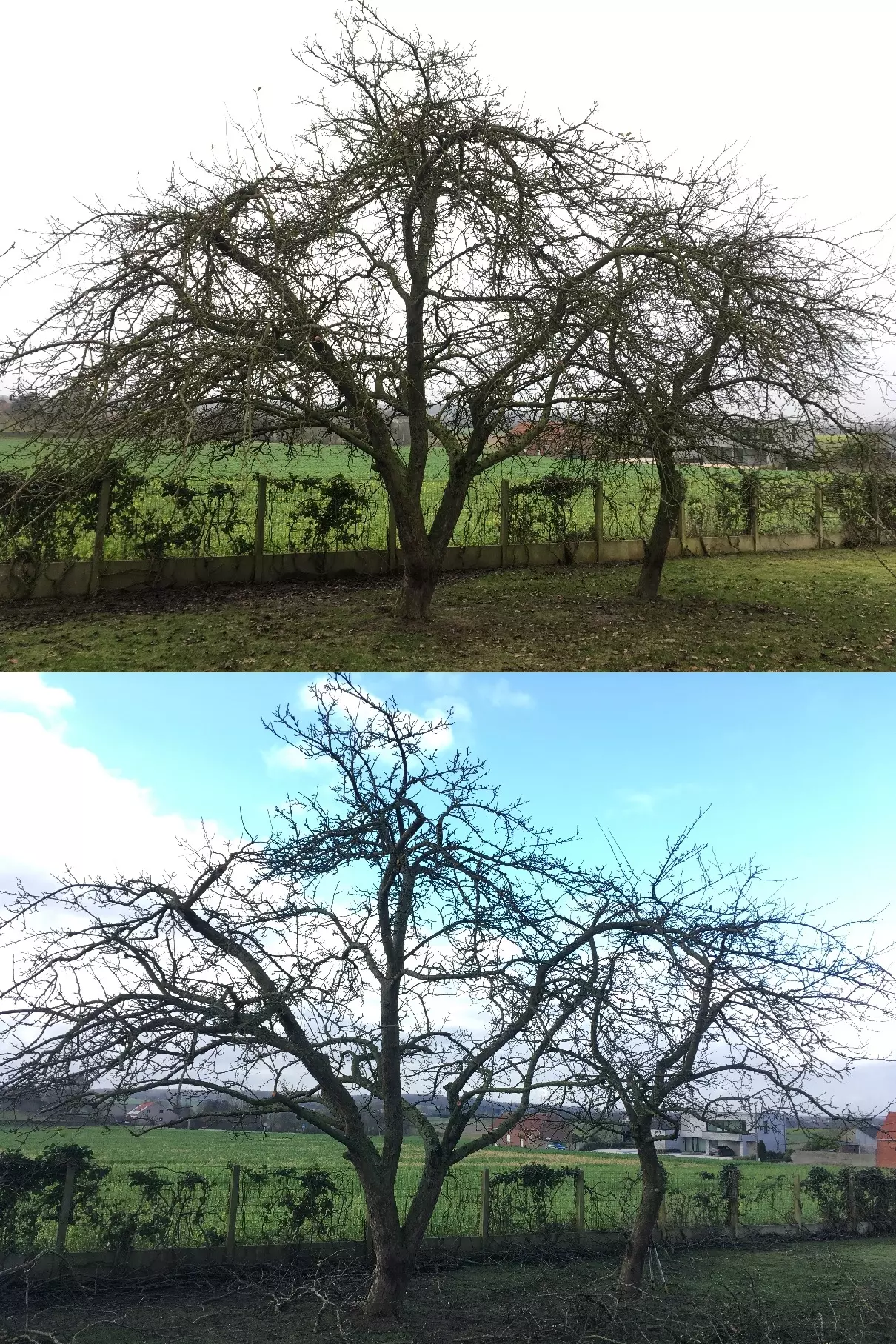 ArboDave Boomverzorging – foto 2