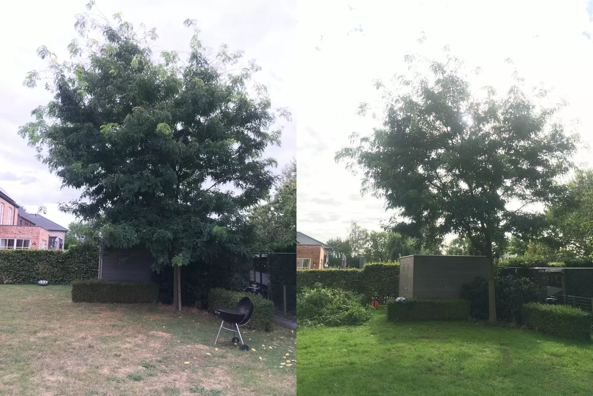ArboDave Boomverzorging – foto 3